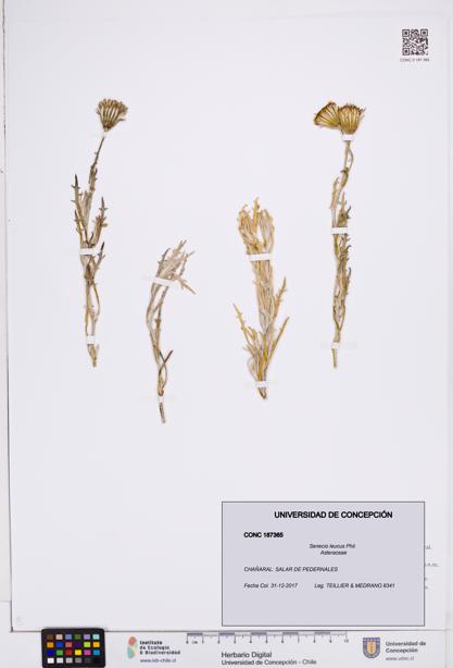 Senecio leucus [Espécimen: ]