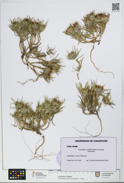 Doniophyton weddellii [Espécimen: UDEC:CONC:0187366]
