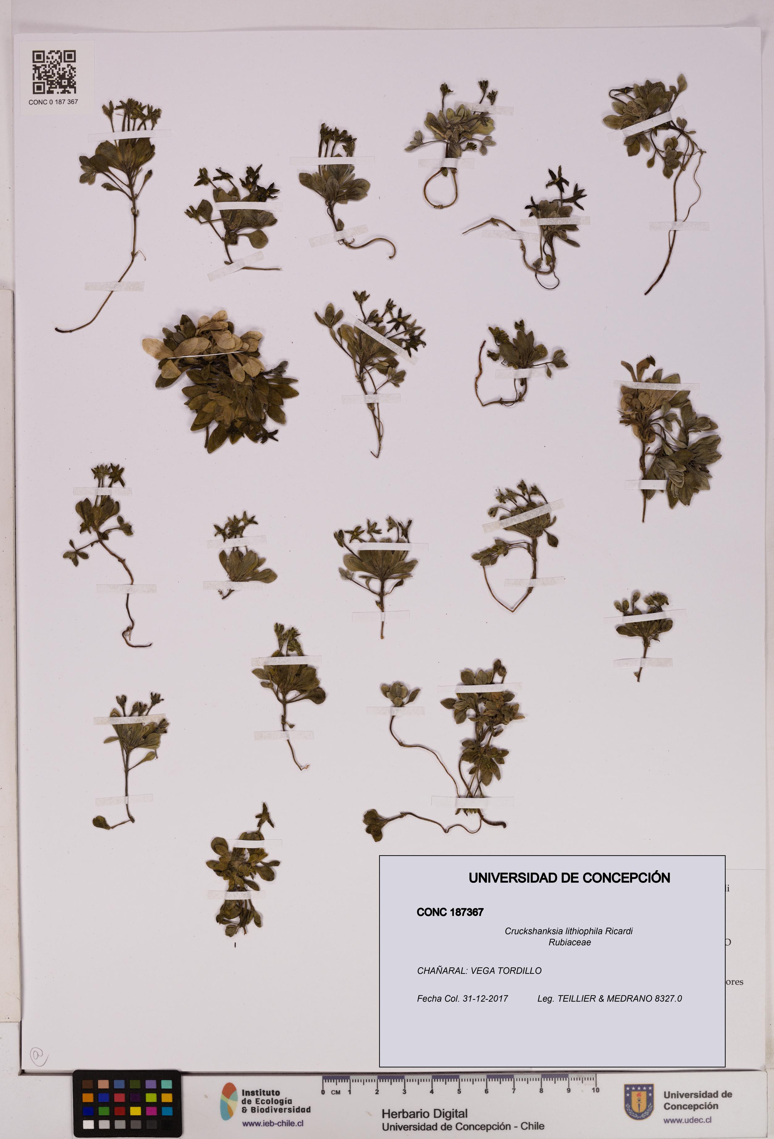 Cruckshanksia lithiophila [Espécimen: UDEC:CONC:0187367]
