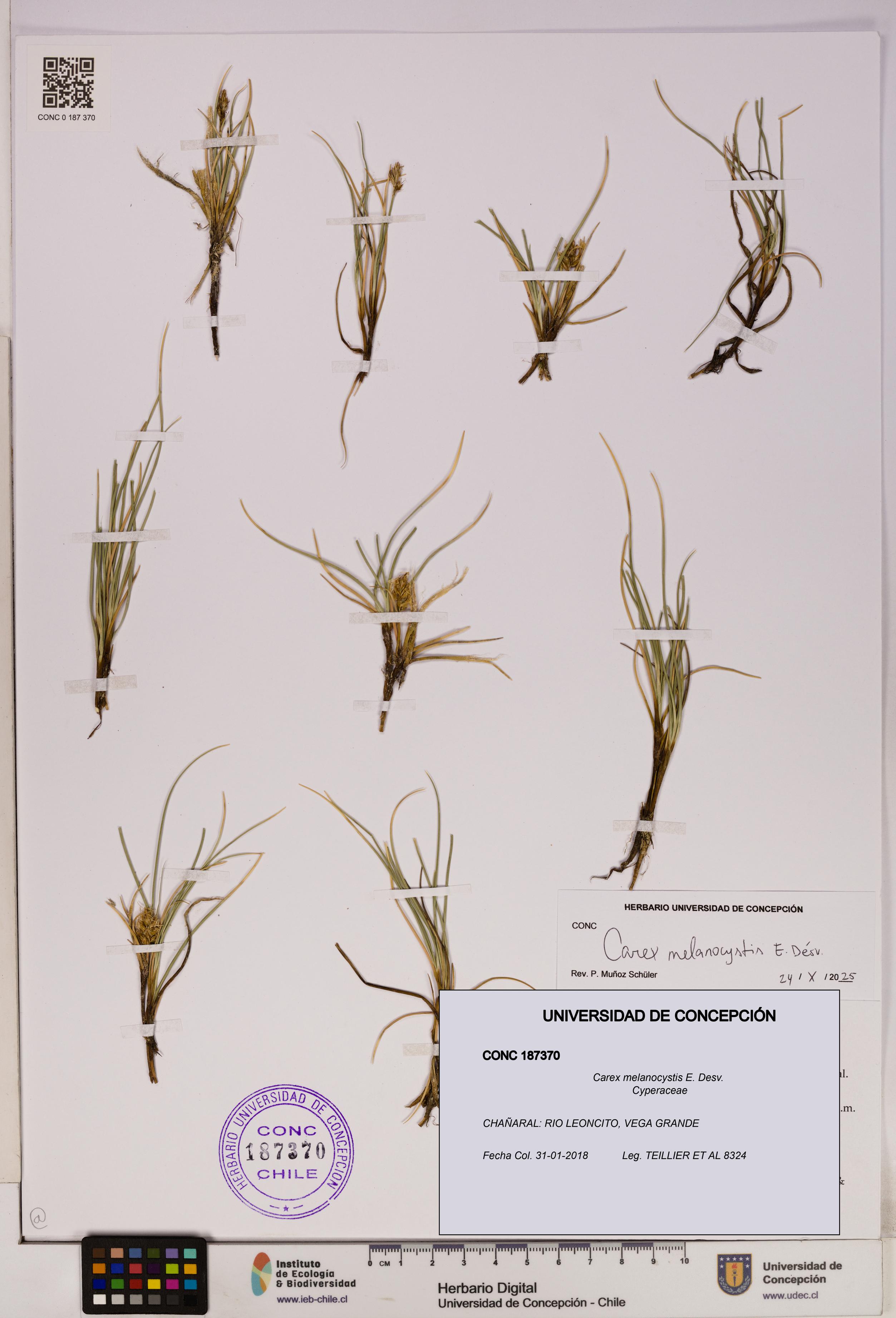 Carex melanocystis [Espécimen: UDEC:CONC:0187370]