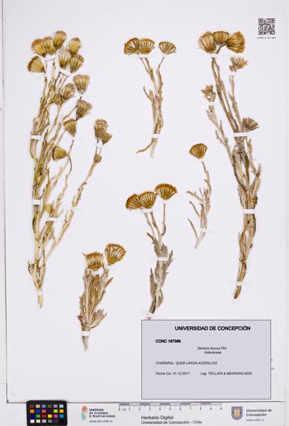 Senecio leucus [Espécimen: ]