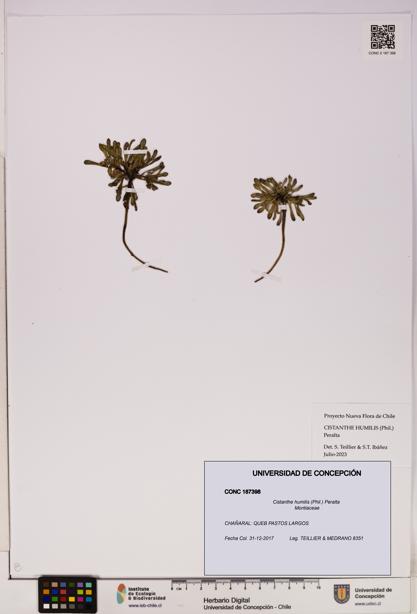 Cistanthe humilis [Espécimen: UDEC:CONC:0187398]