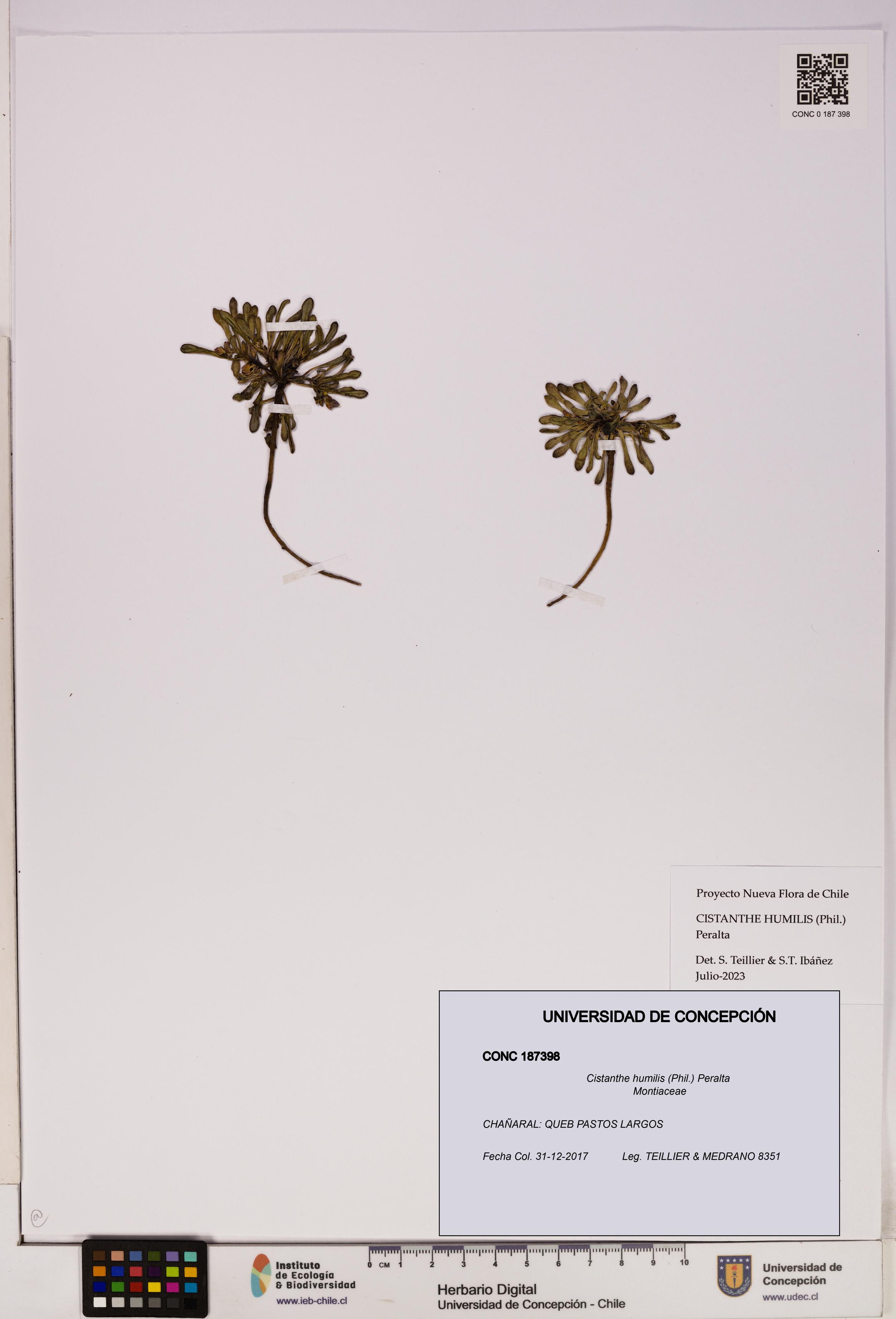 Cistanthe humilis [Espécimen: UDEC:CONC:0187398]