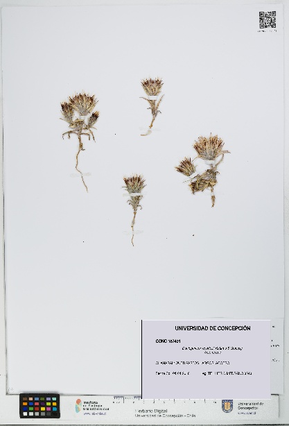Doniophyton weddellii [Espécimen: UDEC:CONC:0187401]