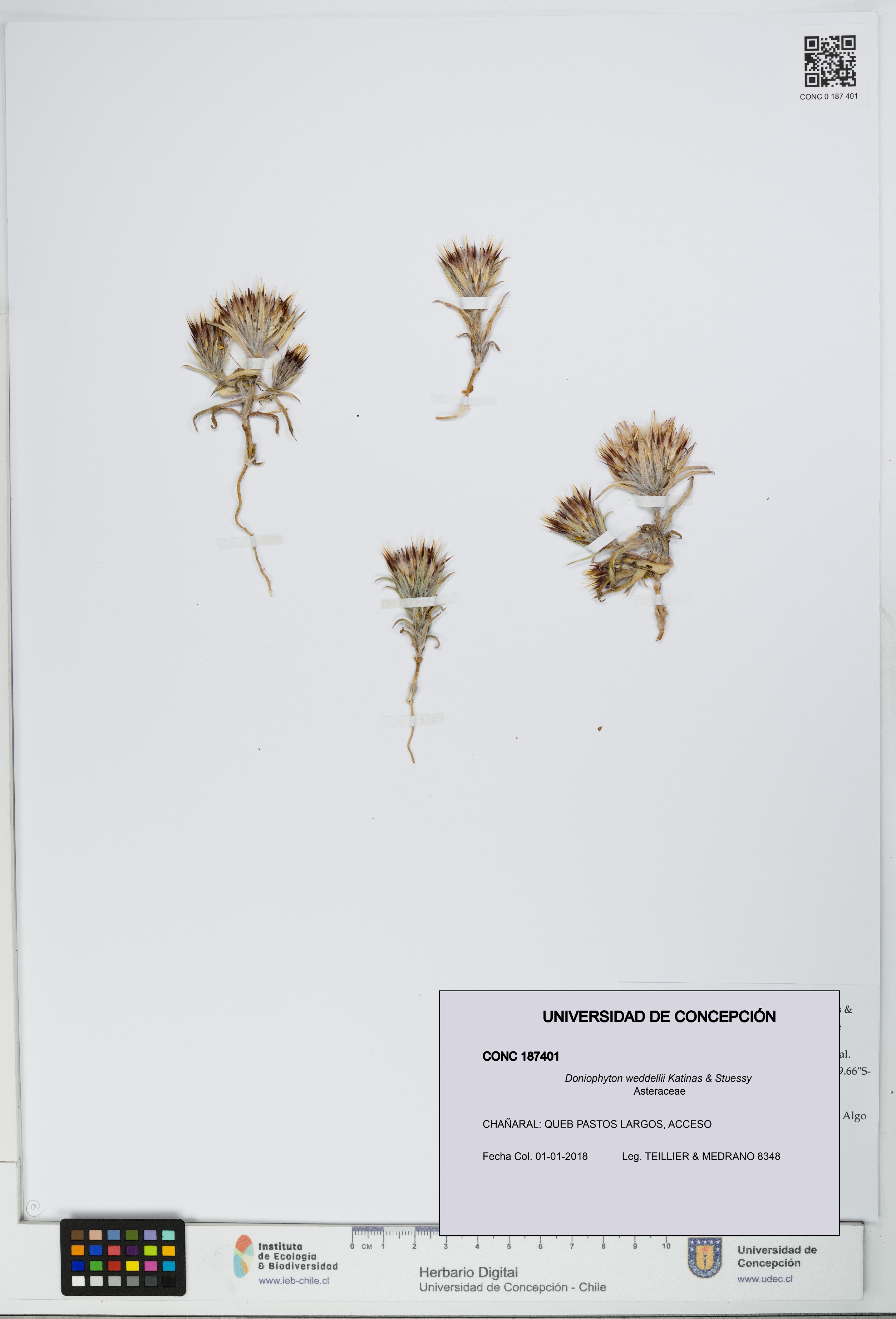 Doniophyton weddellii [Espécimen: UDEC:CONC:0187401]