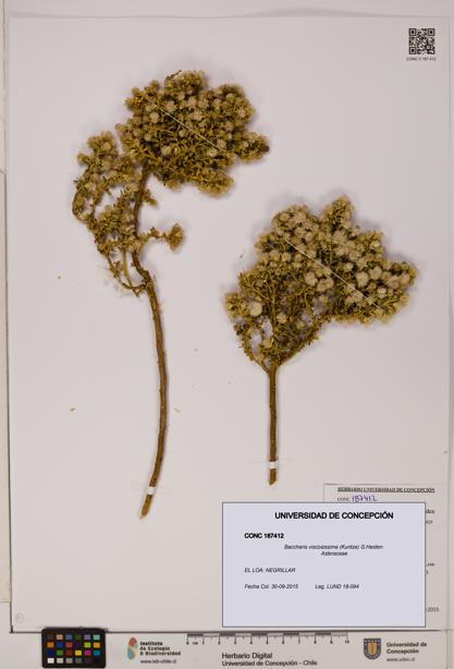 Baccharis tola [Espécimen: UDEC:CONC:0187412]