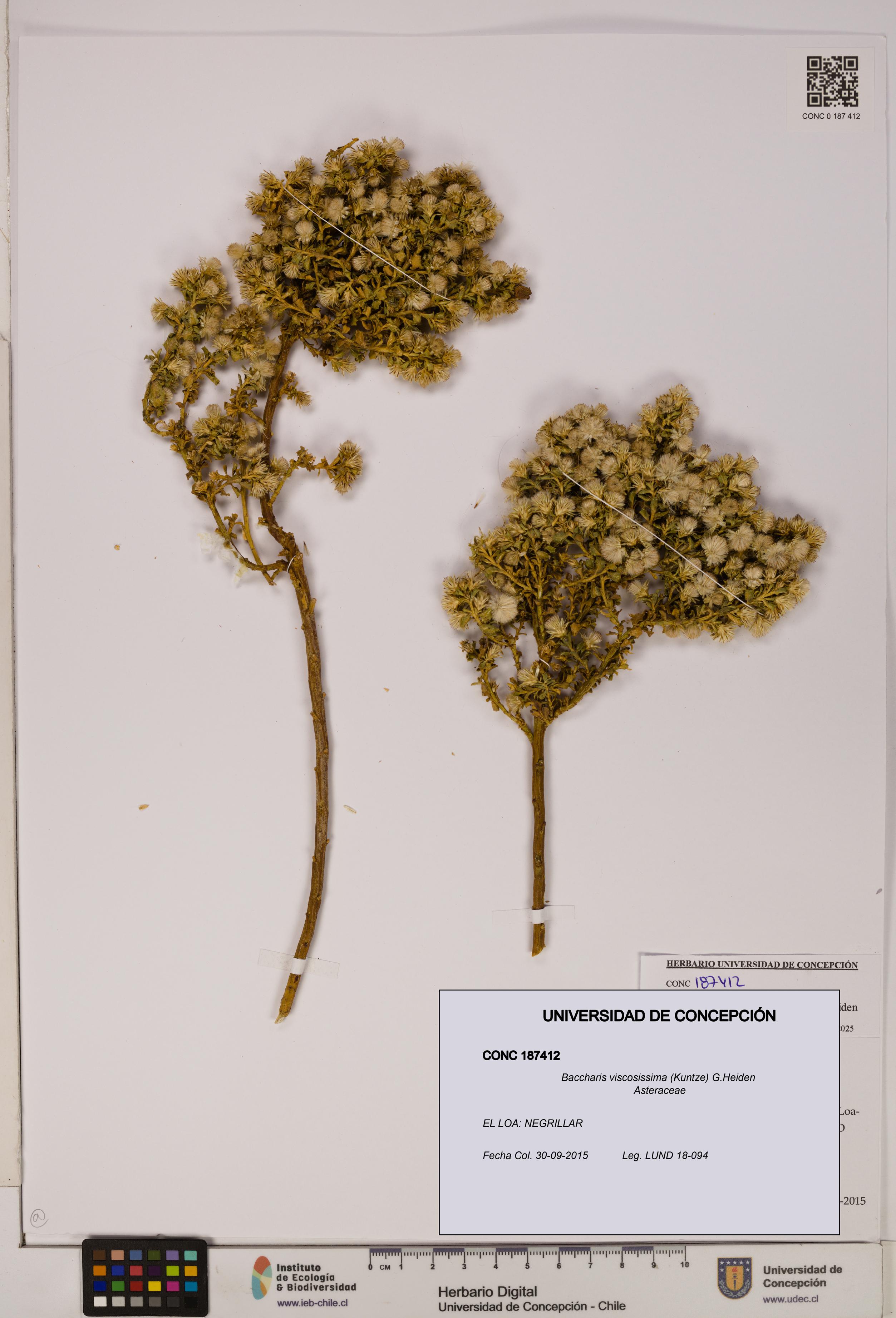 Baccharis tola [Espécimen: UDEC:CONC:0187412]