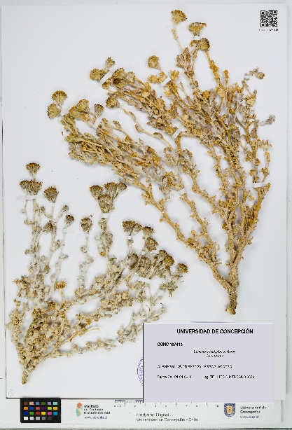 Senecio eriophyton [Espécimen: UDEC:CONC:0187413]