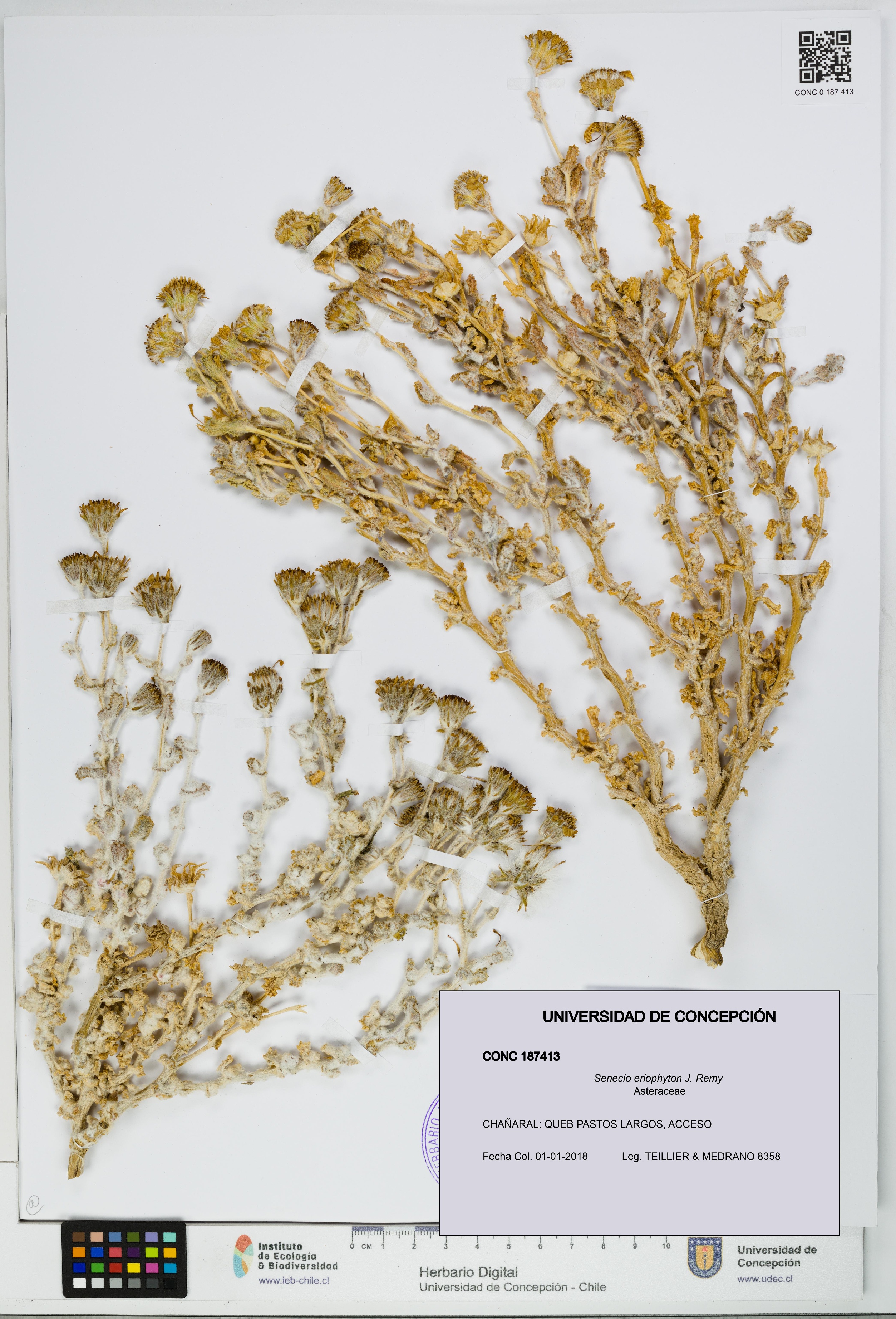 Senecio eriophyton [Espécimen: UDEC:CONC:0187413]
