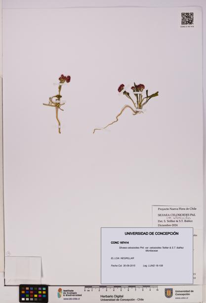 Silvaea celosioides var. celosioides [Espécimen: UDEC:CONC:0187414]
