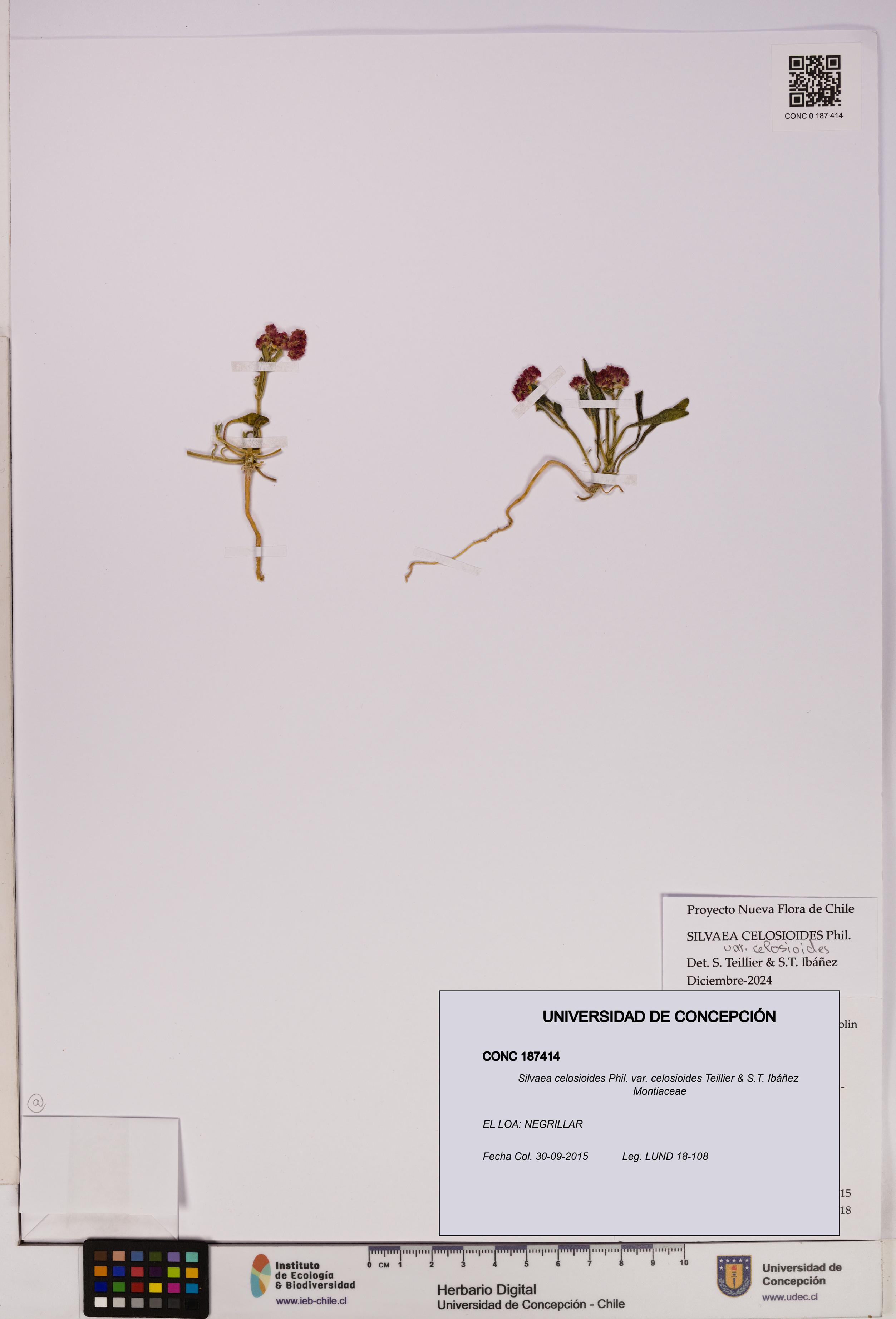 Silvaea celosioides var. celosioides [Espécimen: UDEC:CONC:0187414]