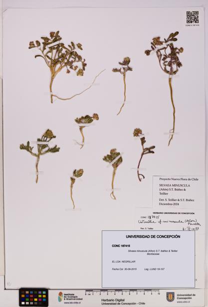 Silvaea minuscula [Espécimen: UDEC:CONC:0187415]