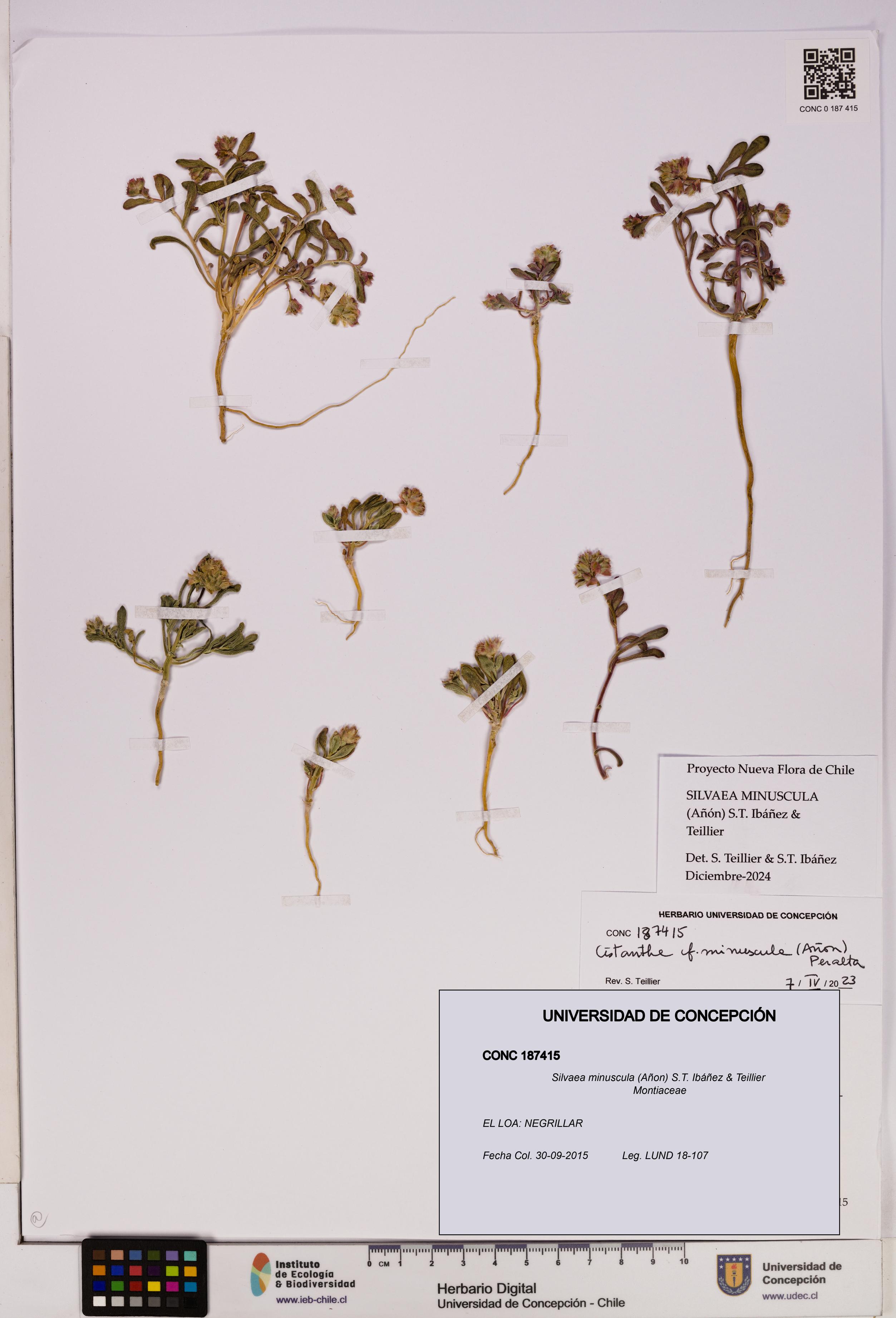 Silvaea minuscula [Espécimen: UDEC:CONC:0187415]