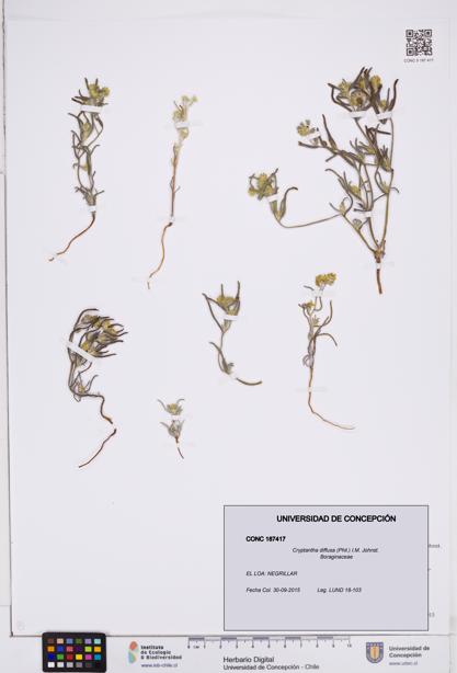 Cryptantha diffusa [Espécimen: ]