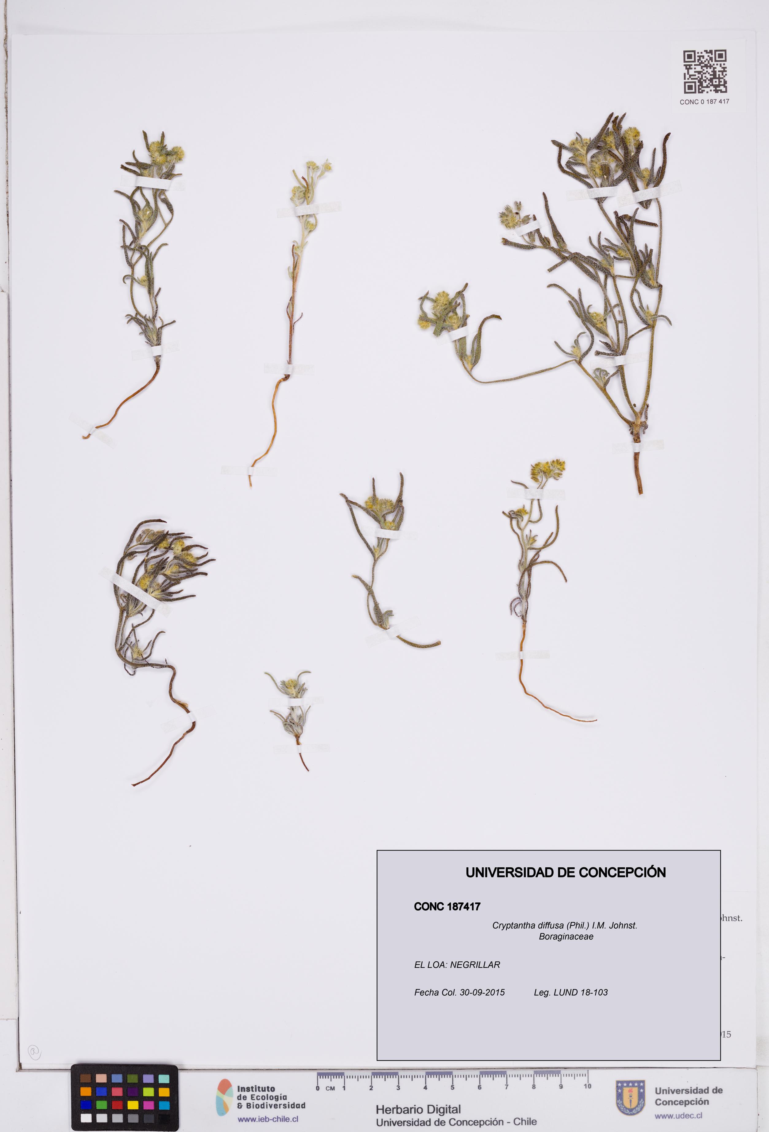 Cryptantha diffusa [Espécimen: ]