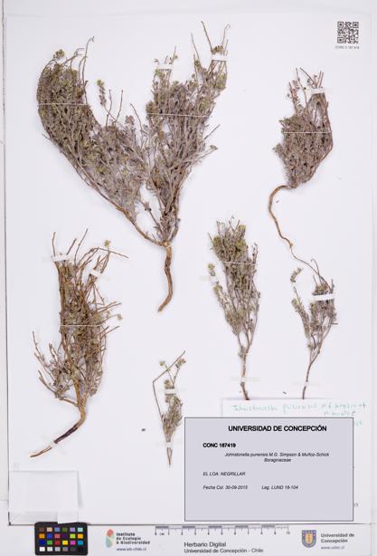 Johnstonella punensis [Espécimen: ]