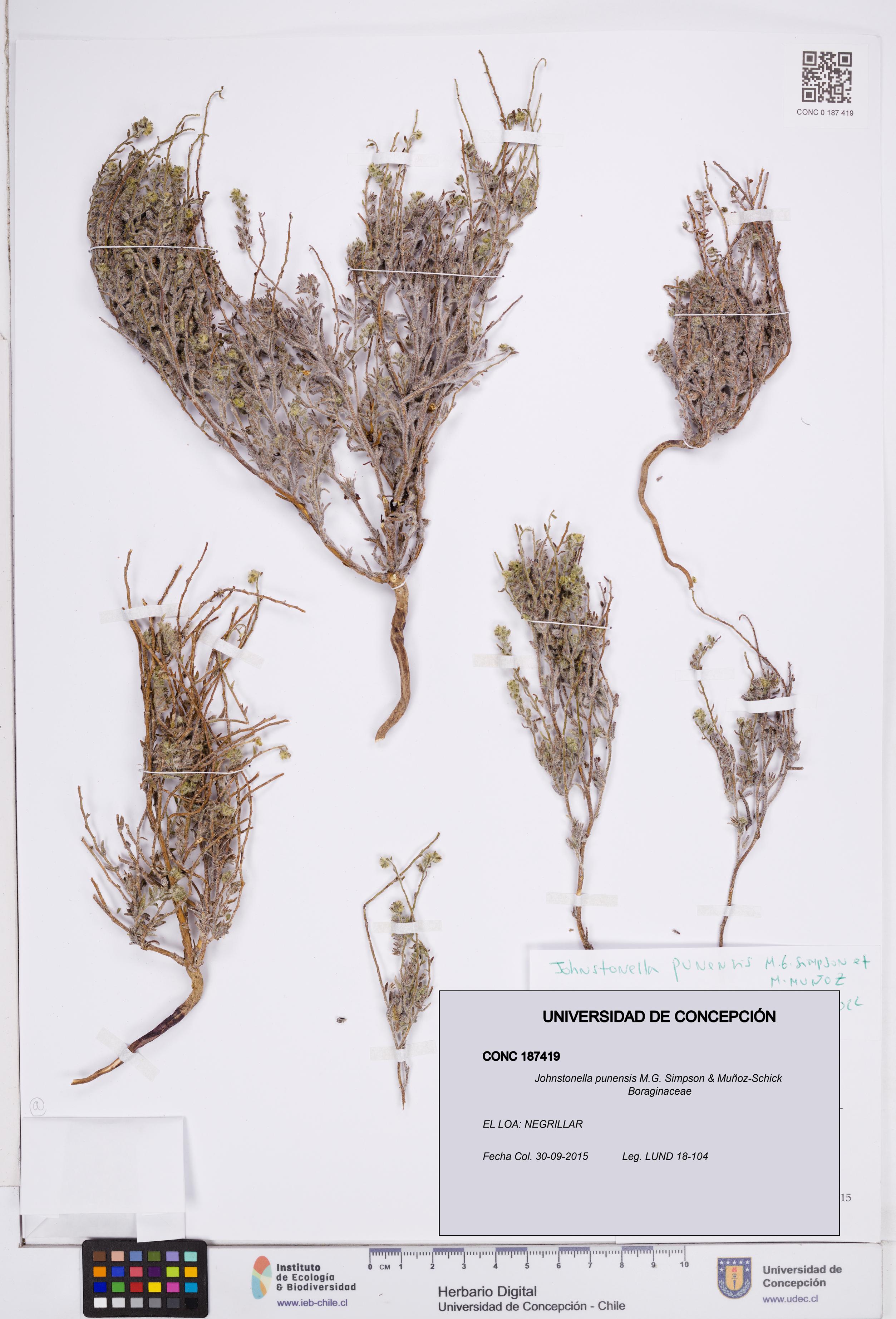Johnstonella punensis [Espécimen: ]