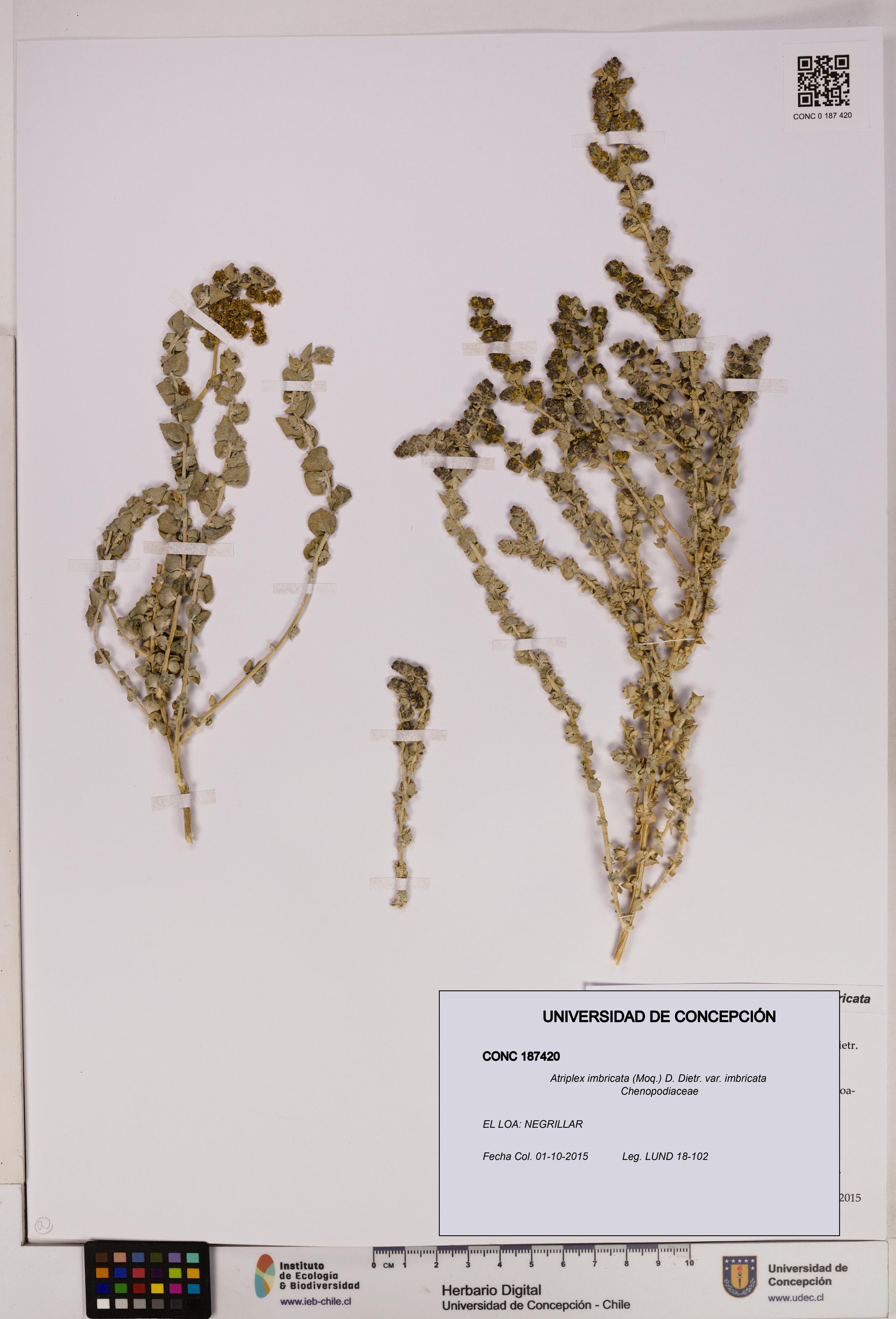 Atriplex imbricata [Espécimen: UDEC:CONC:0187420]