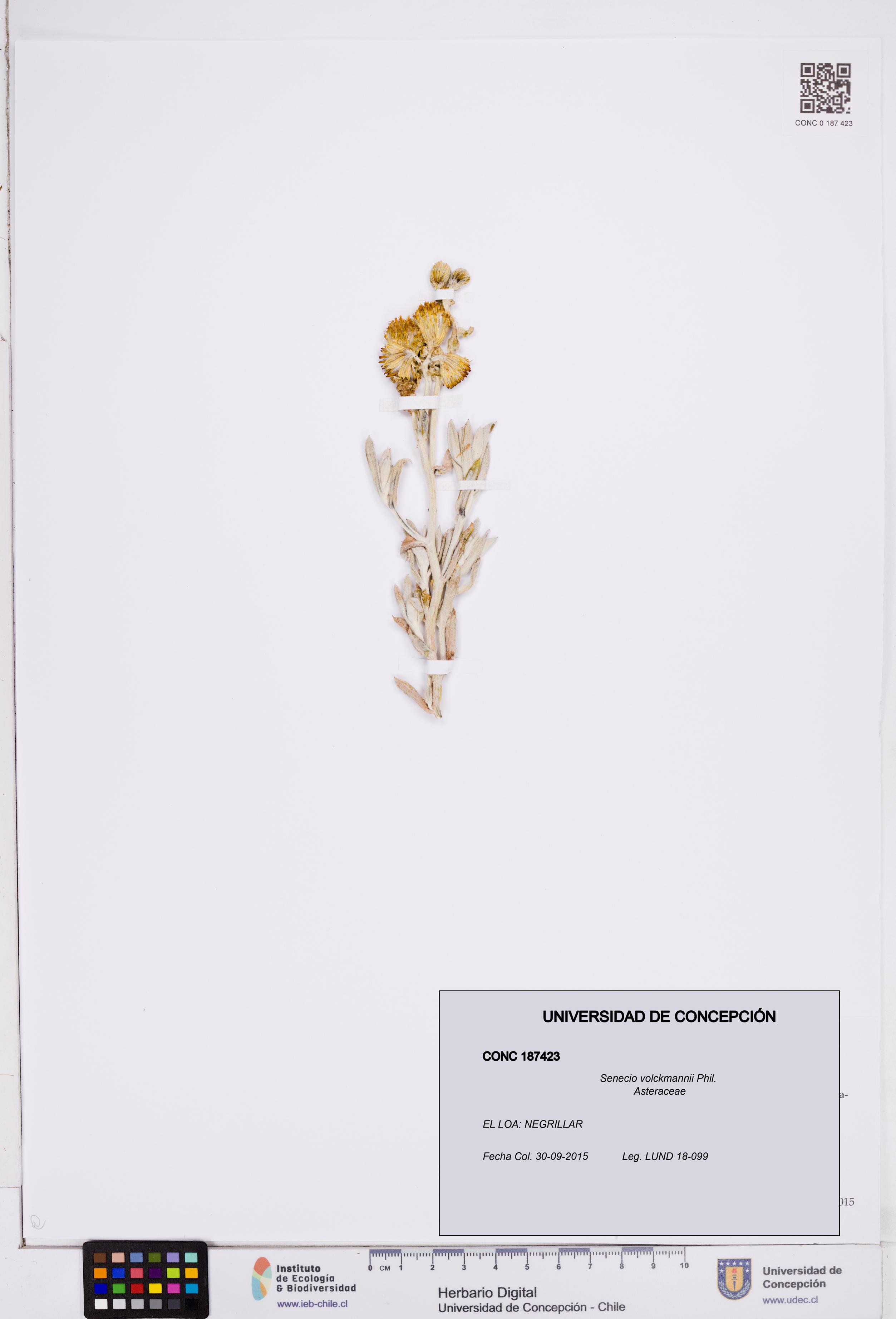 Senecio volckmannii [Espécimen: ]