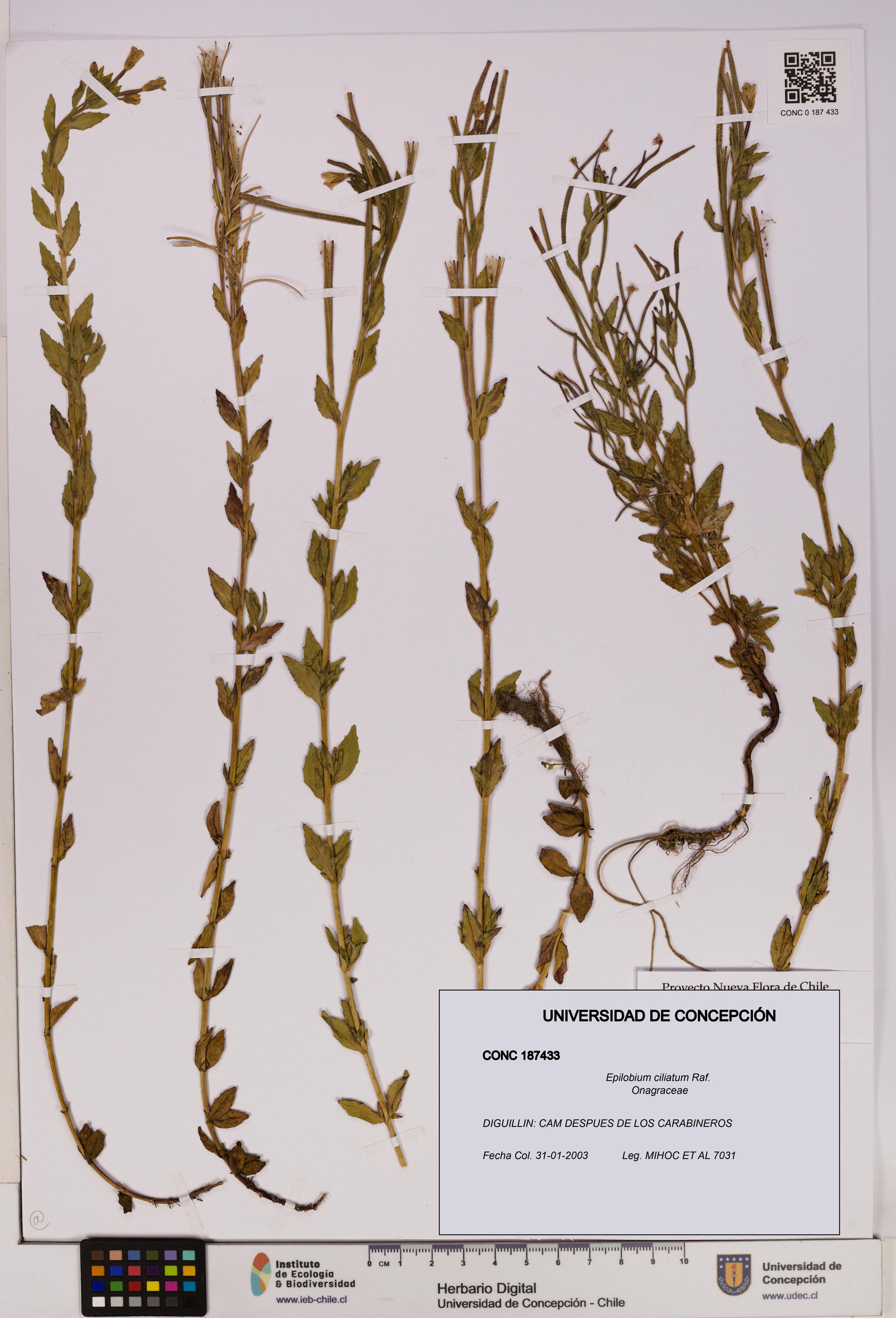 Epilobium ciliatum [Espécimen: UDEC:CONC:0187433]