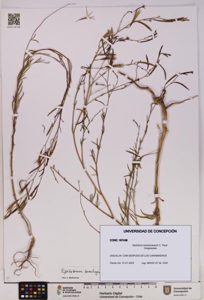 Epilobium brachycarpum [Espécimen: UDEC:CONC:0187436]