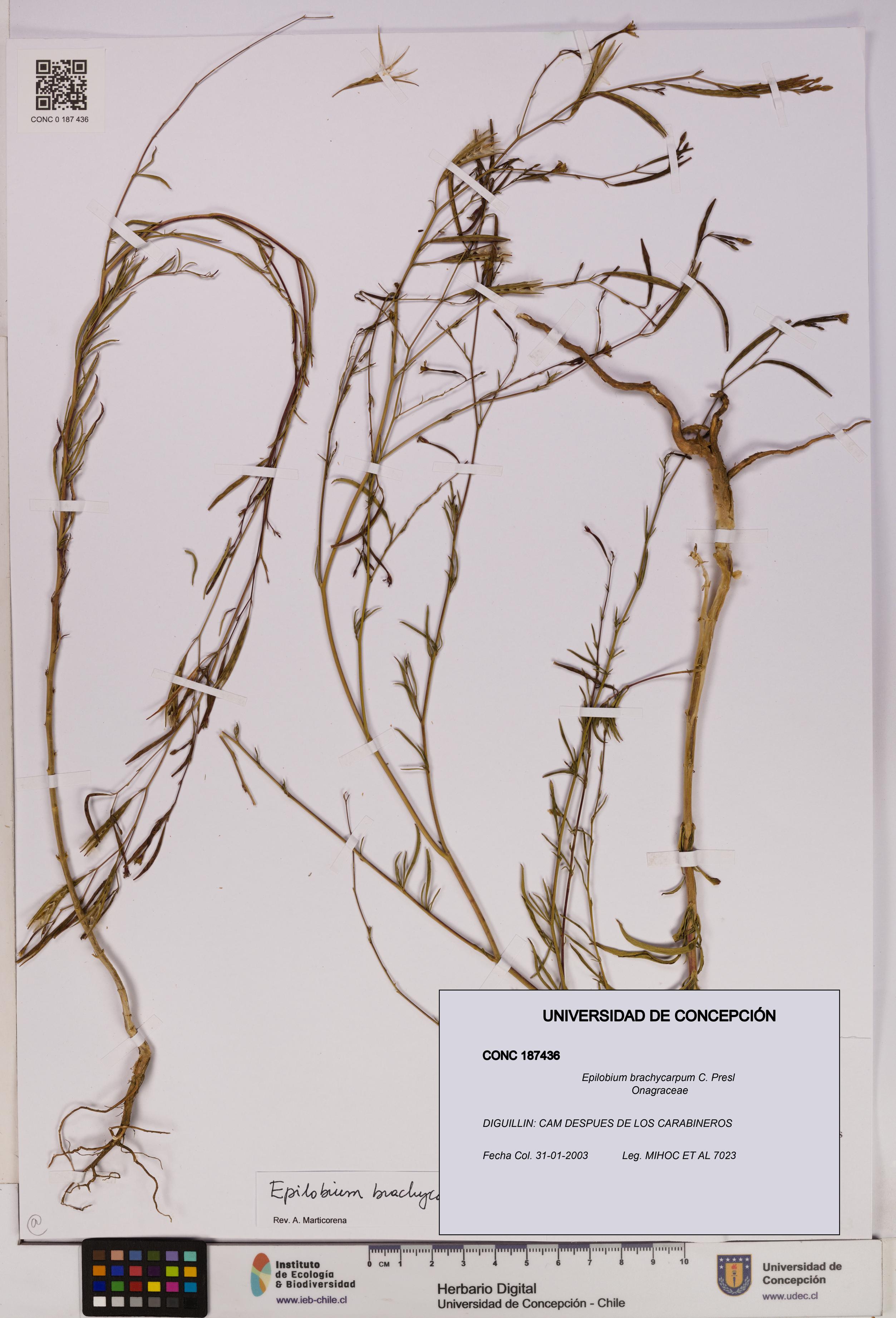Epilobium brachycarpum [Espécimen: UDEC:CONC:0187436]