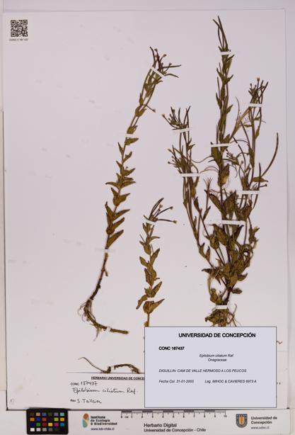 Epilobium ciliatum [Espécimen: UDEC:CONC:0187437]