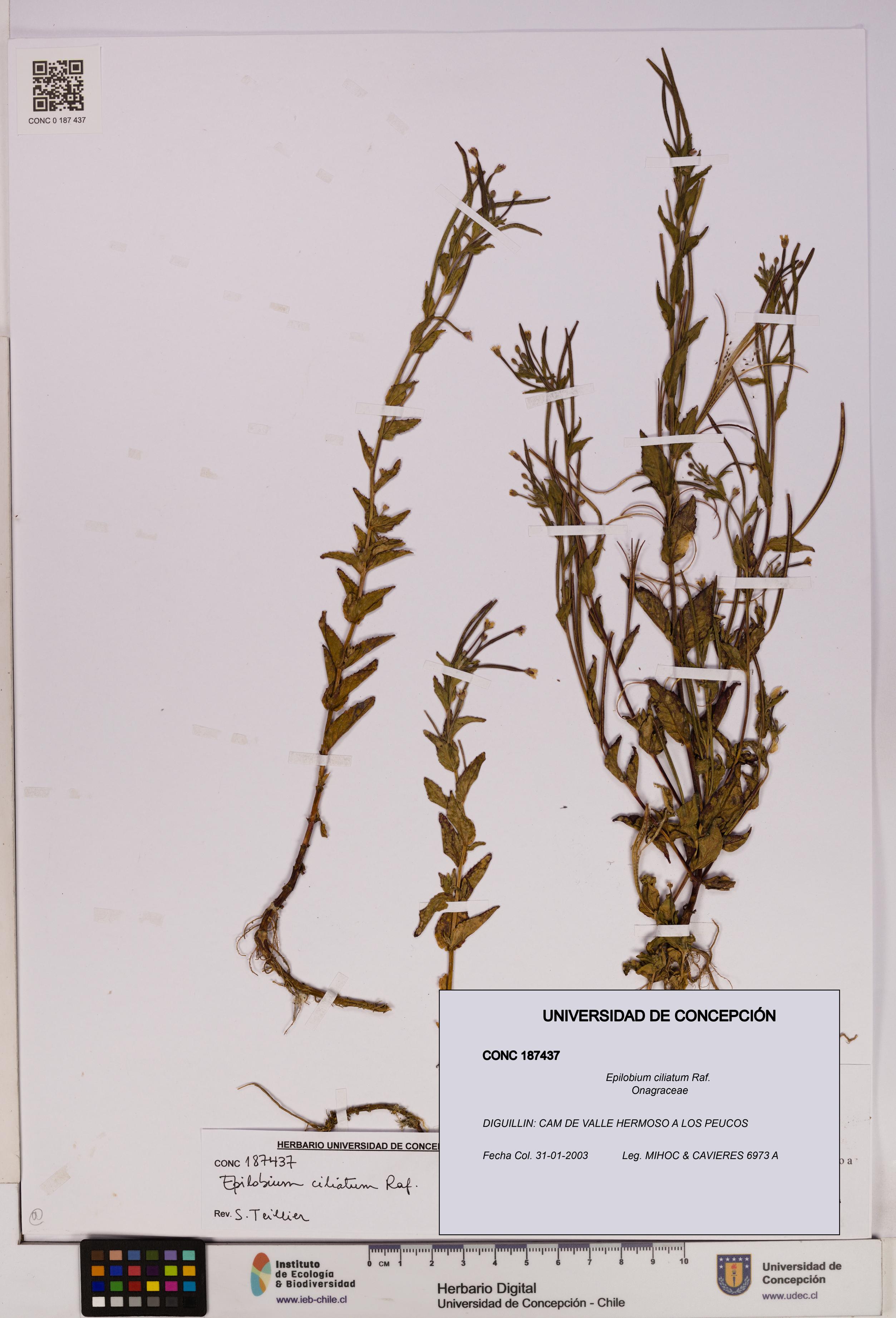 Epilobium ciliatum [Espécimen: UDEC:CONC:0187437]
