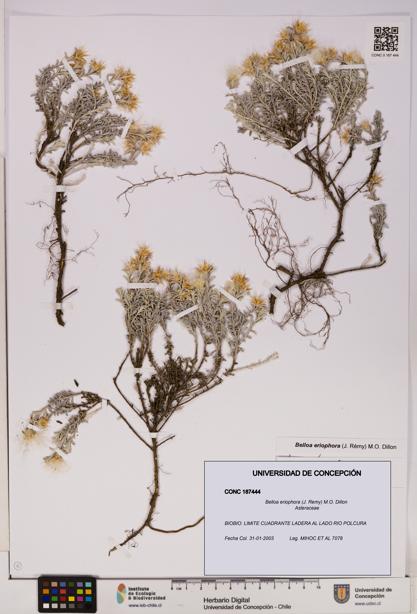 Belloa eriophora [Espécimen: UDEC:CONC:0187444]