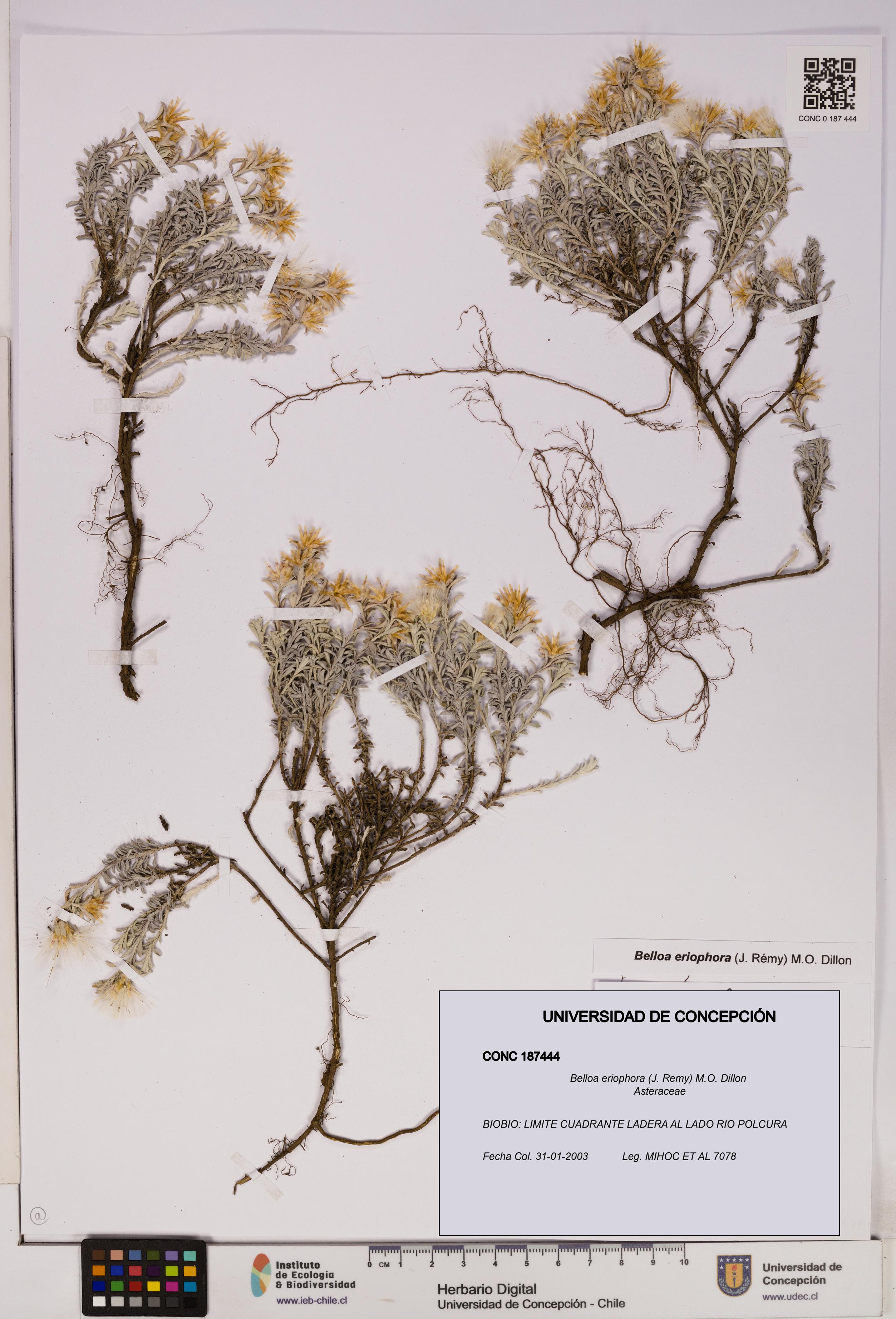 Belloa eriophora [Espécimen: UDEC:CONC:0187444]