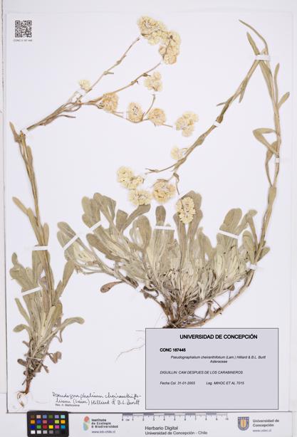 Pseudognaphalium cheiranthifolium [Espécimen: ]
