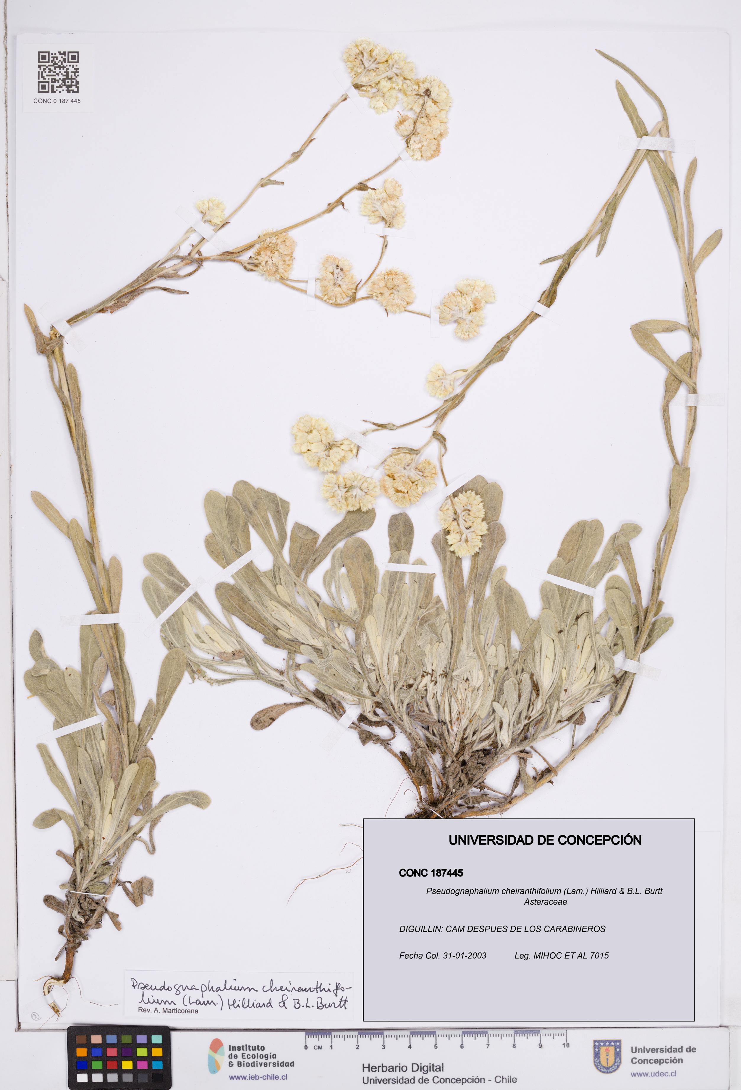 Pseudognaphalium cheiranthifolium [Espécimen: ]