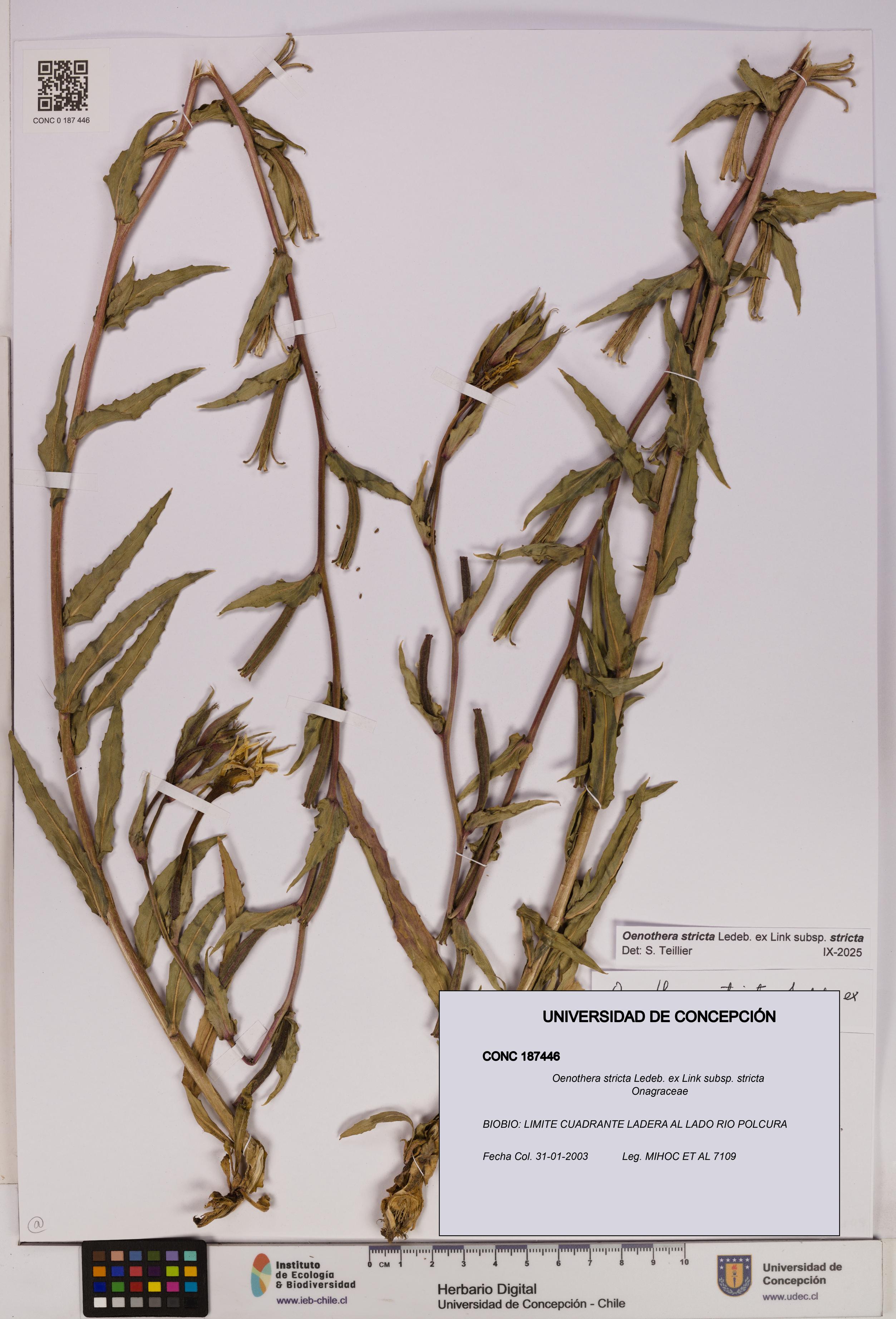 Oenothera stricta subsp. stricta [Espécimen: UDEC:CONC:0187446]
