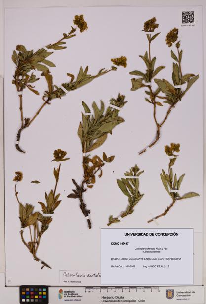 Calceolaria dentata [Espécimen: UDEC:CONC:0187447]