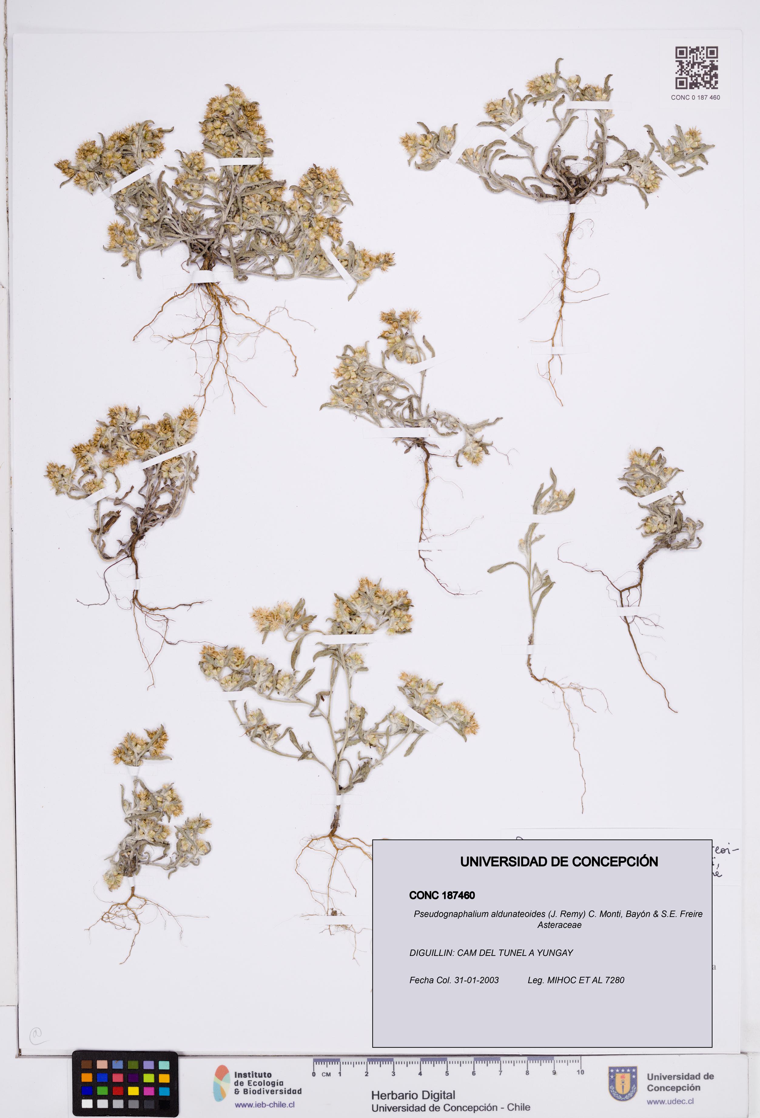 Pseudognaphalium aldunateoides [Espécimen: ]