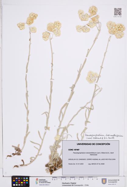 Pseudognaphalium cheiranthifolium [Espécimen: ]