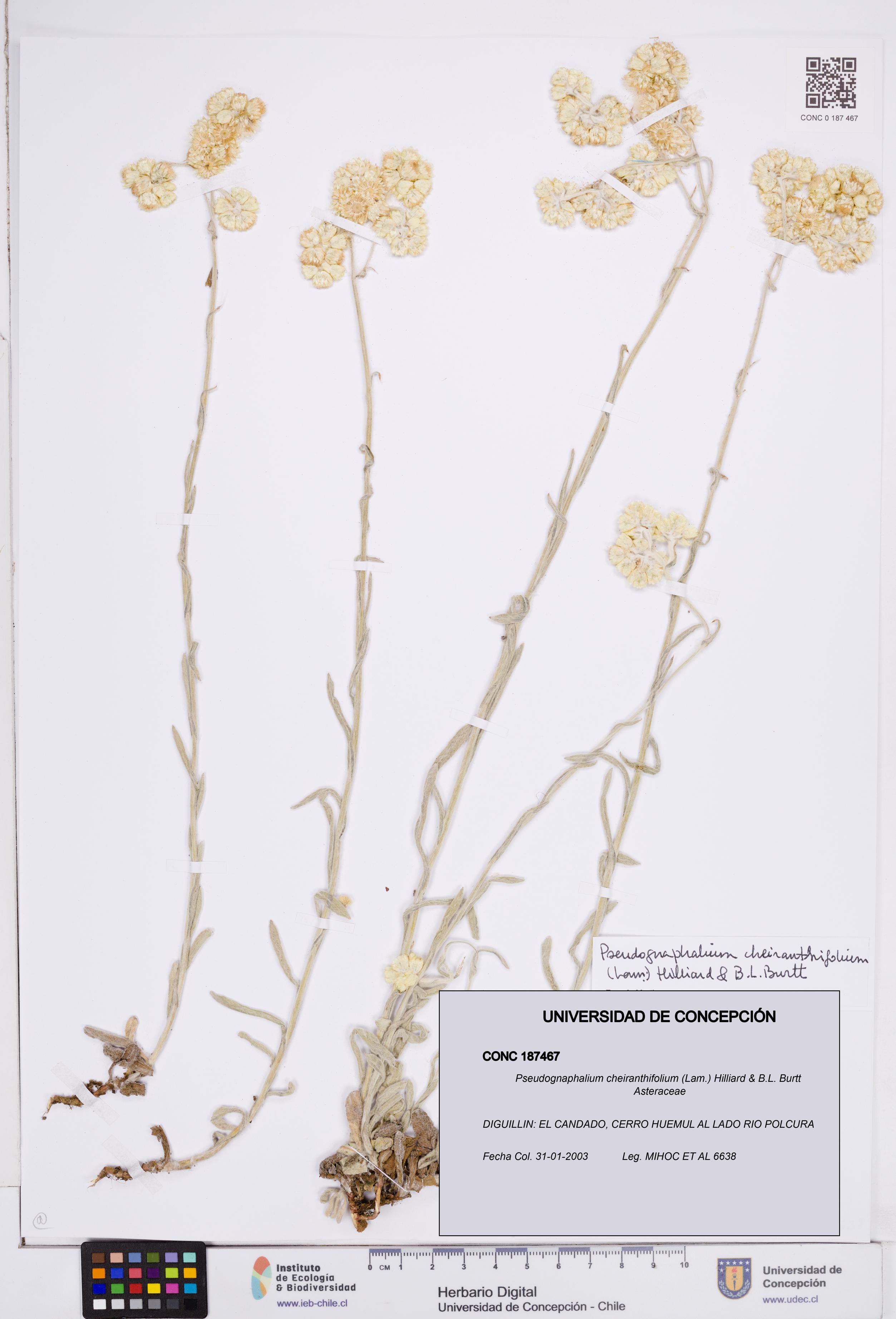 Pseudognaphalium cheiranthifolium [Espécimen: ]