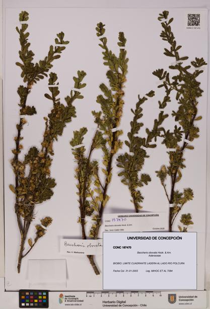 Baccharis obovata [Espécimen: UDEC:CONC:0187470]