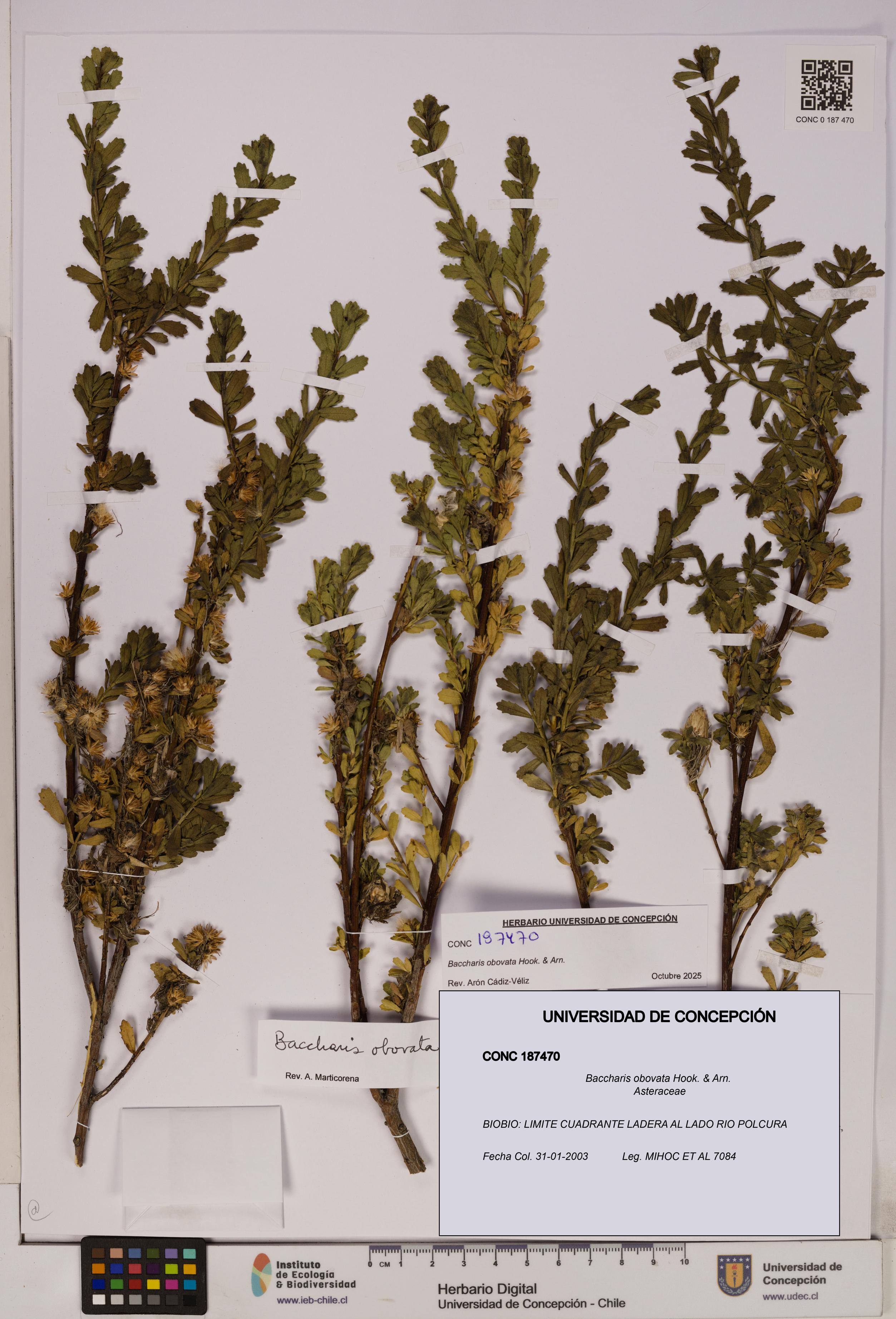 Baccharis obovata [Espécimen: UDEC:CONC:0187470]