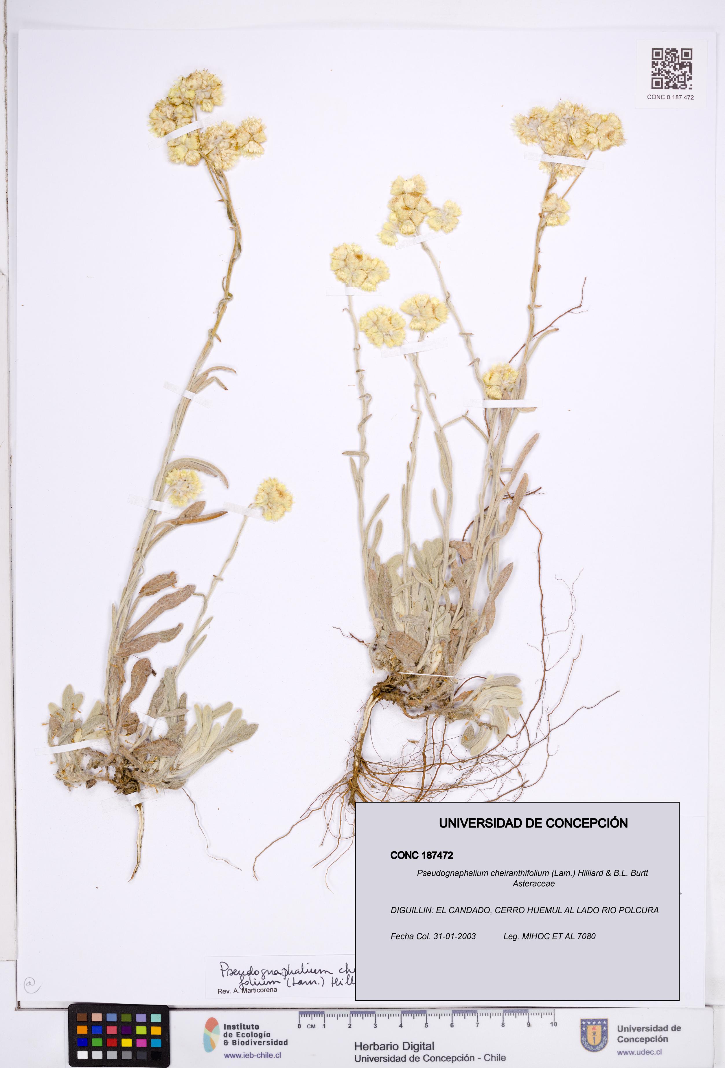 Pseudognaphalium cheiranthifolium [Espécimen: ]