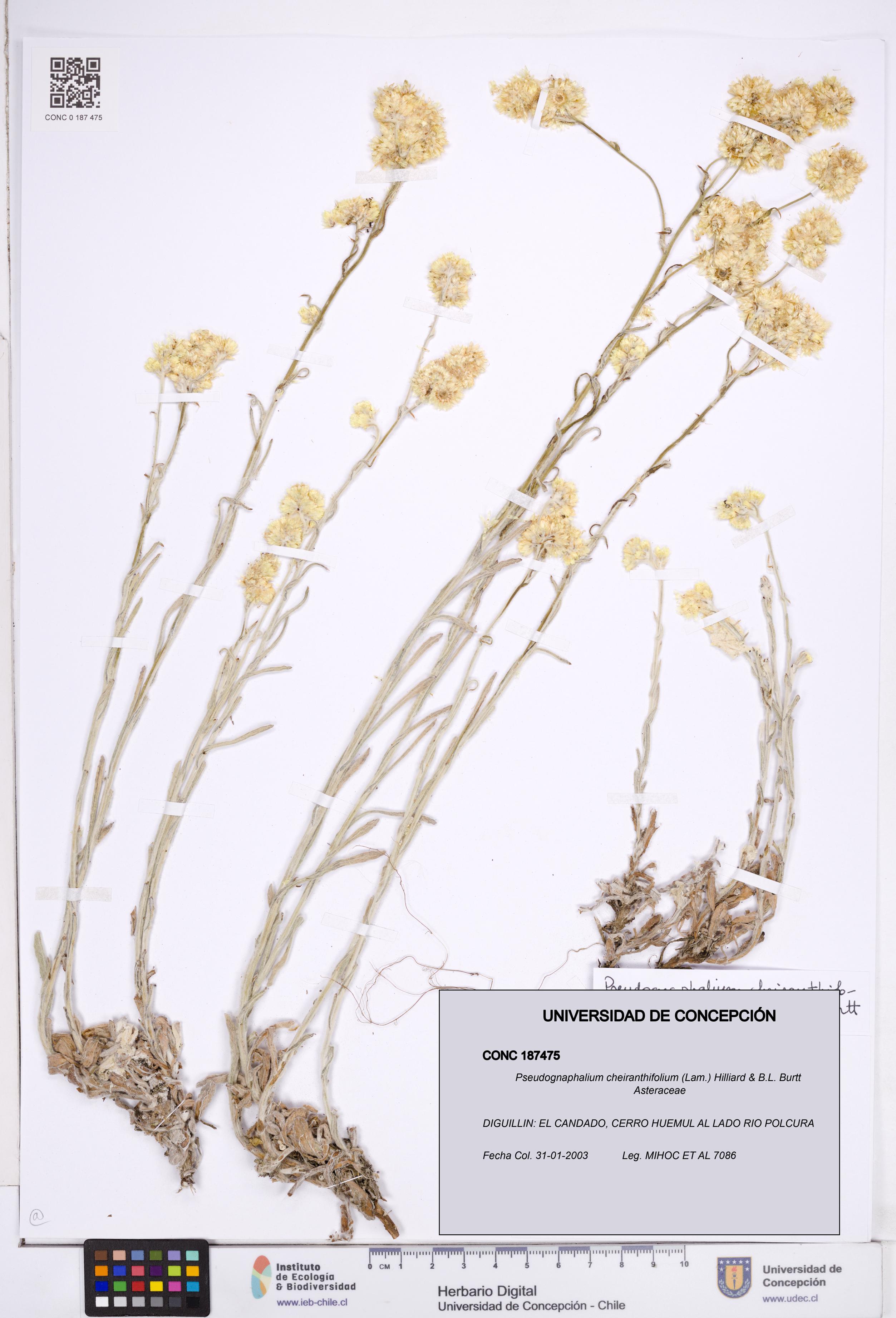 Pseudognaphalium cheiranthifolium [Espécimen: ]