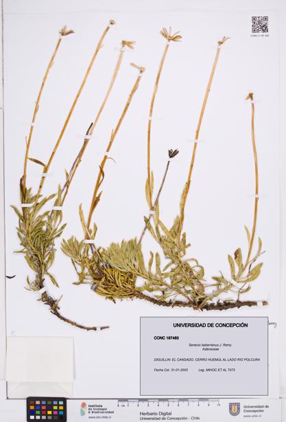 Senecio lastarrianus [Espécimen: ]