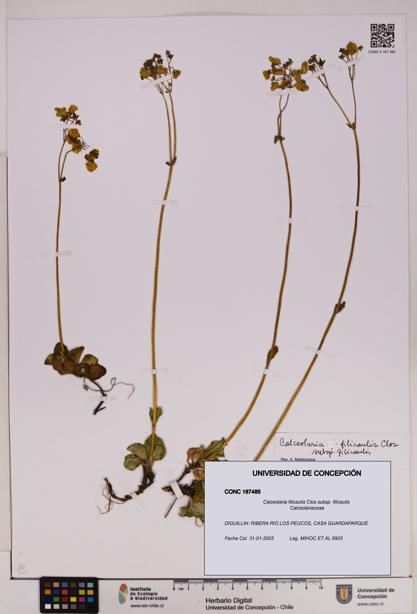 Calceolaria filicaulis subsp. filicaulis [Espécimen: UDEC:CONC:0187485]
