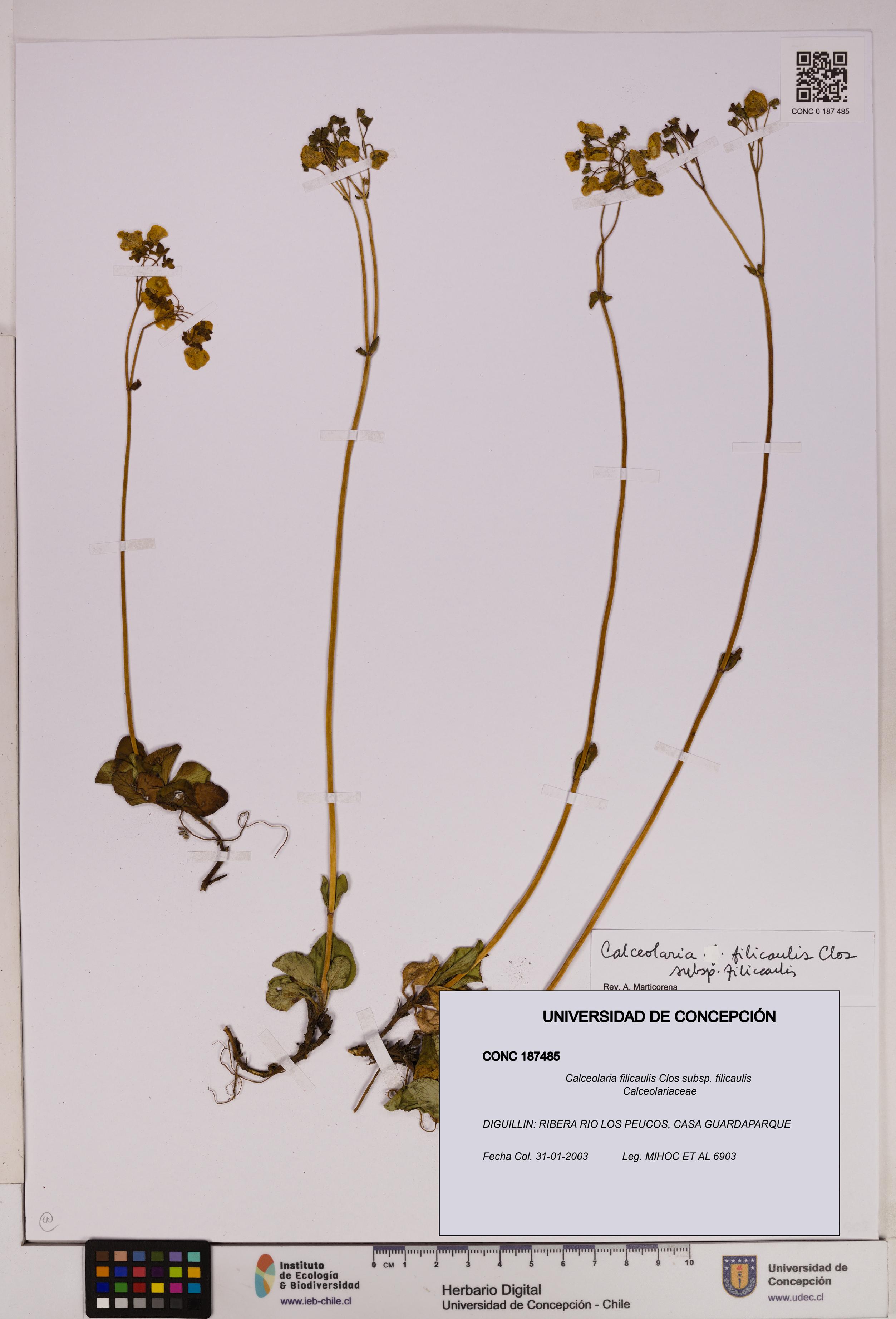 Calceolaria filicaulis subsp. filicaulis [Espécimen: UDEC:CONC:0187485]