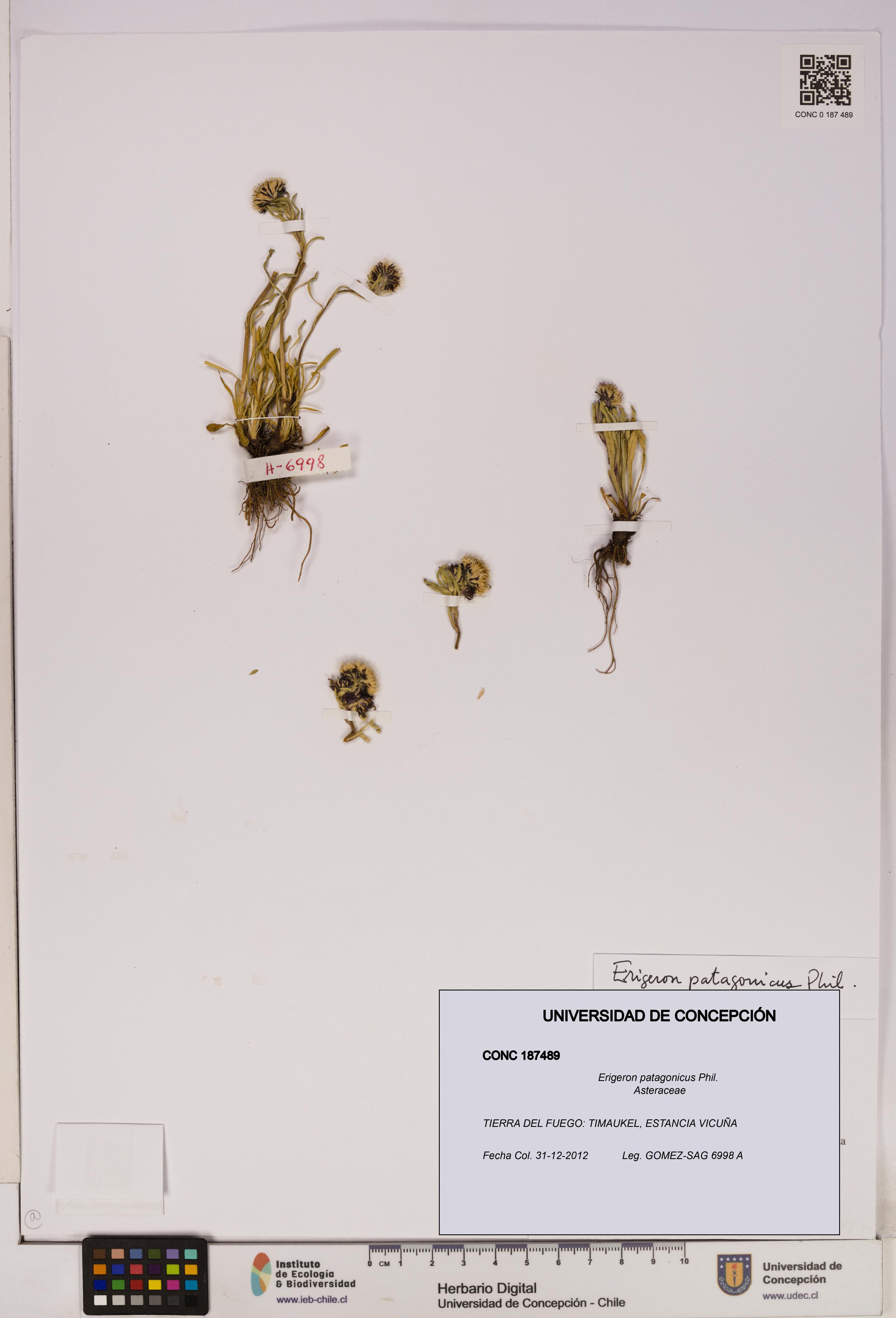 Erigeron patagonicus [Espécimen: UDEC:CONC:0187489]
