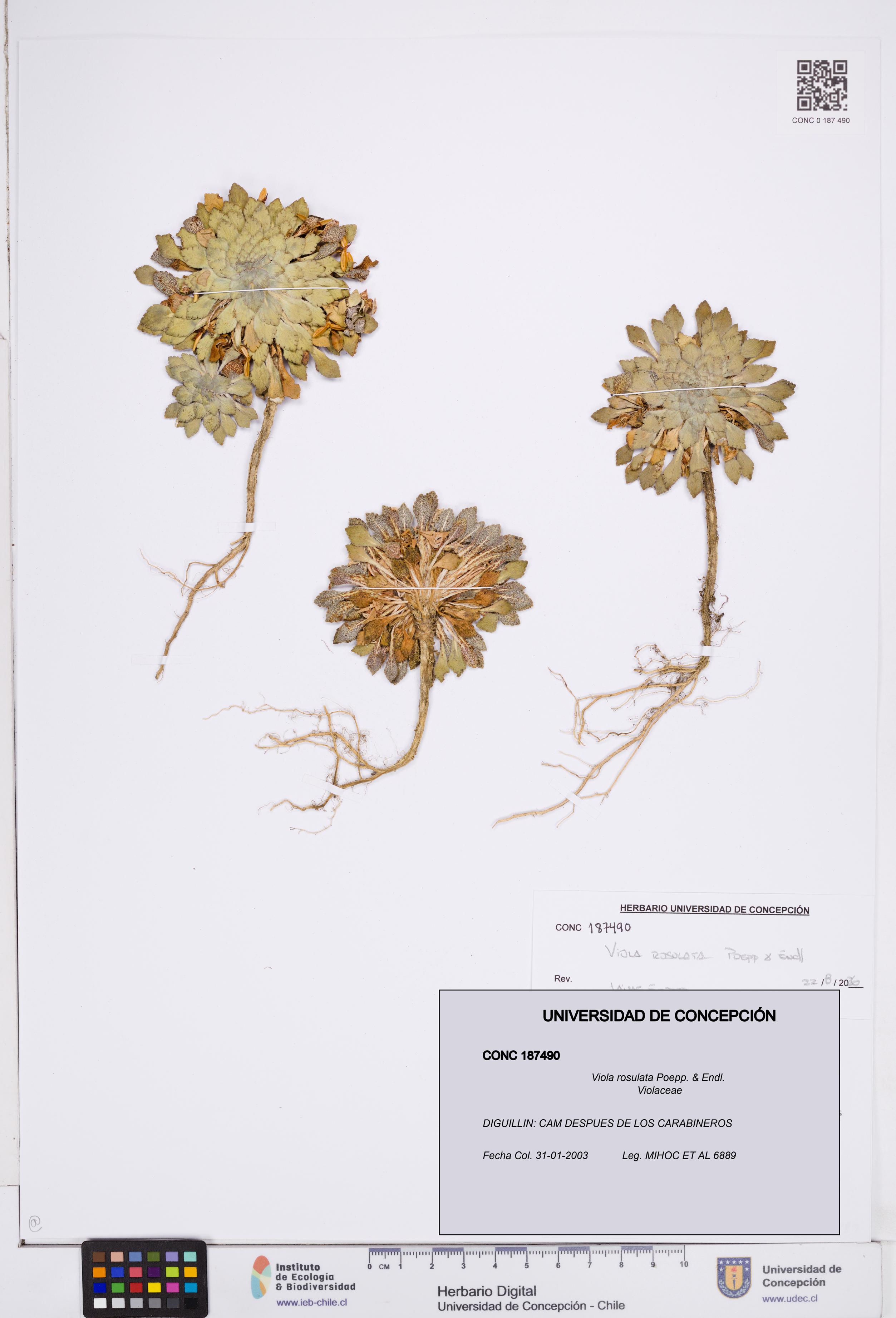 Viola rosulata [Espécimen: ]