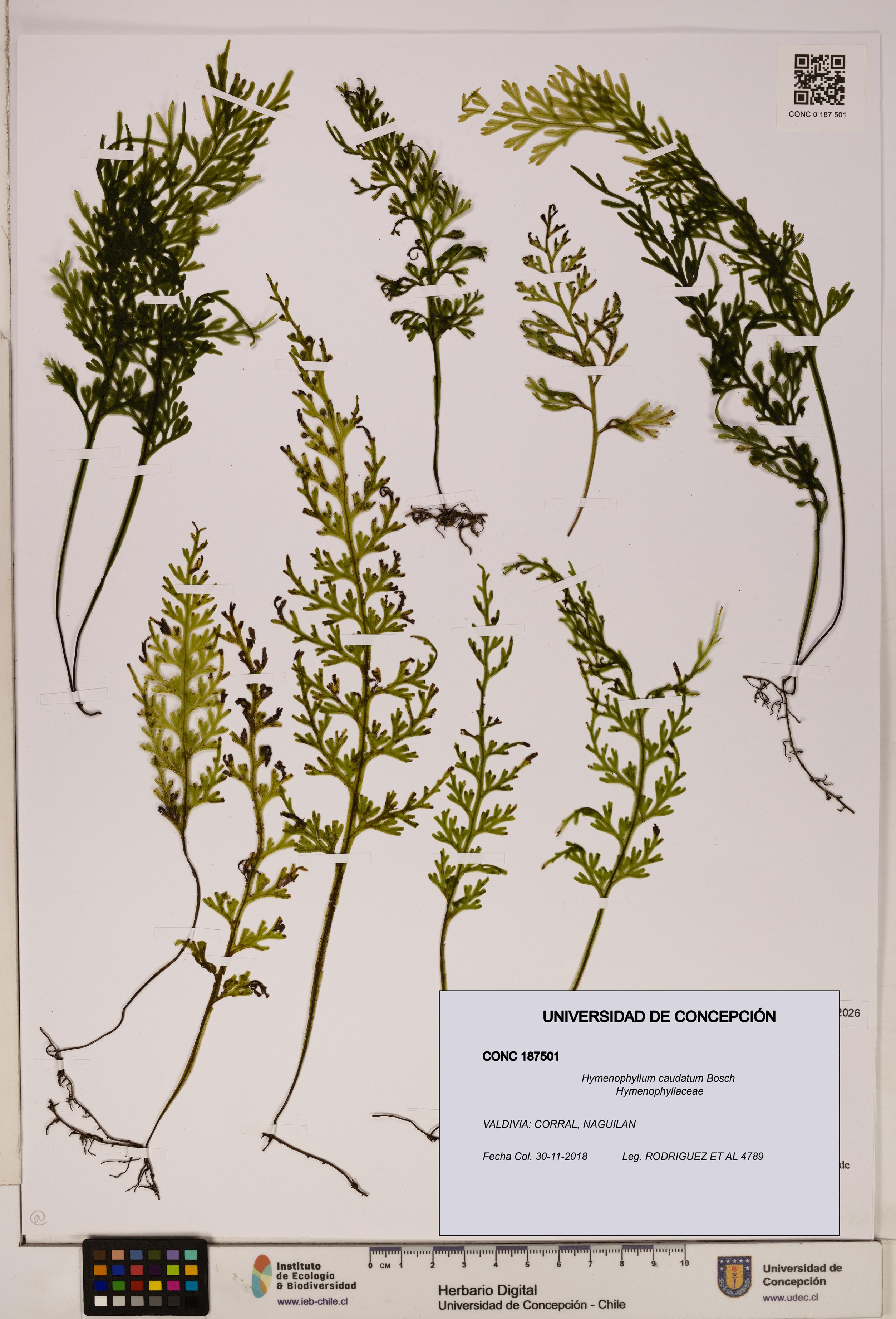 Hymenophyllum caudatum [Espécimen: UDEC:CONC:0187501]