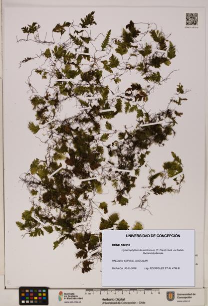 Hymenophyllum dicranotrichum [Espécimen: UDEC:CONC:0187510]