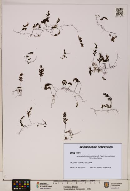 Hymenophyllum dicranotrichum [Espécimen: UDEC:CONC:0187514]