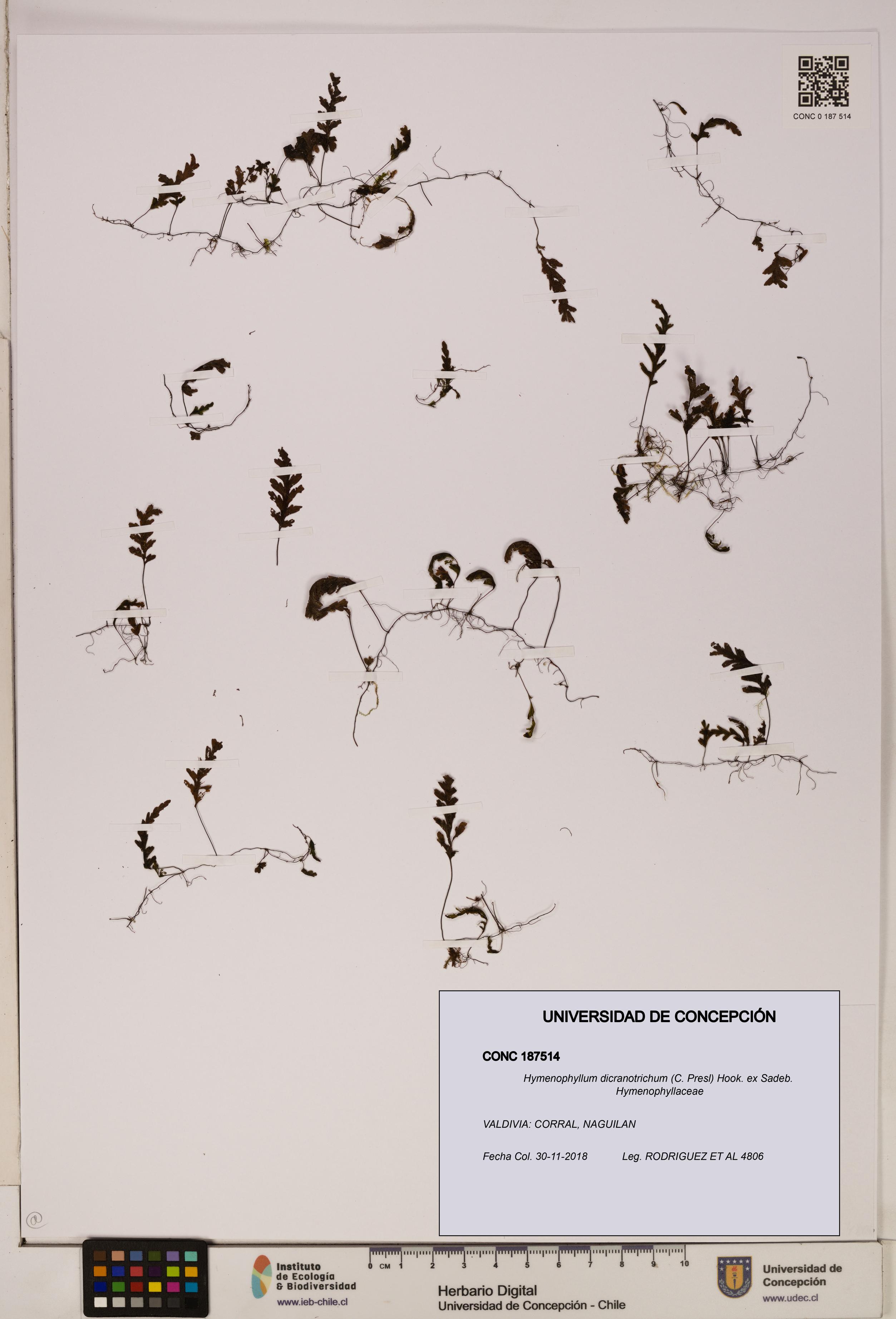 Hymenophyllum dicranotrichum [Espécimen: UDEC:CONC:0187514]